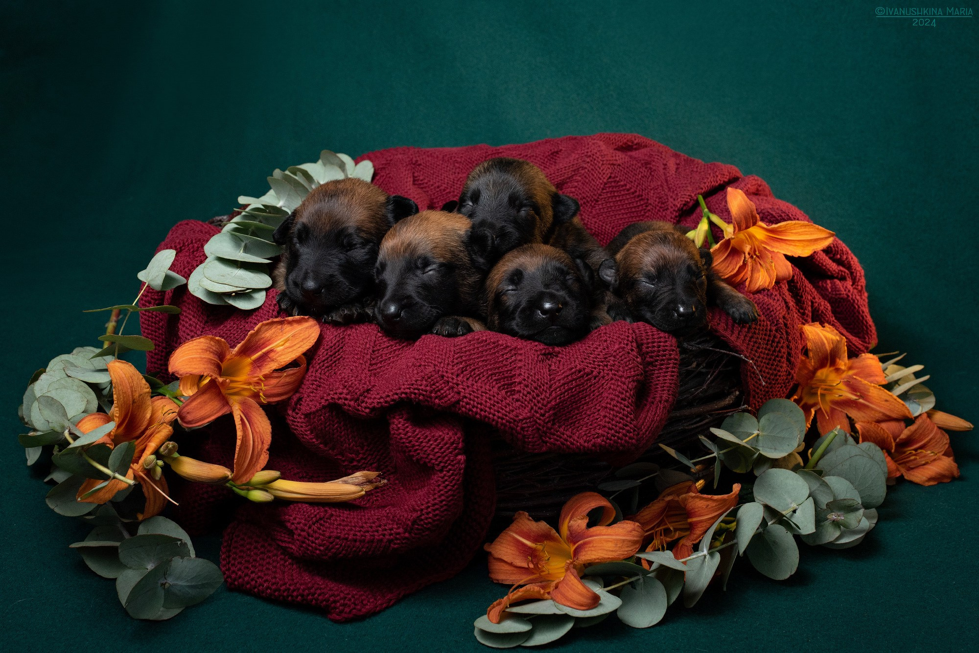 Ньюборн фотосессия щенков. Фотограф собак в Москве и Московской области Иванушкина Мария