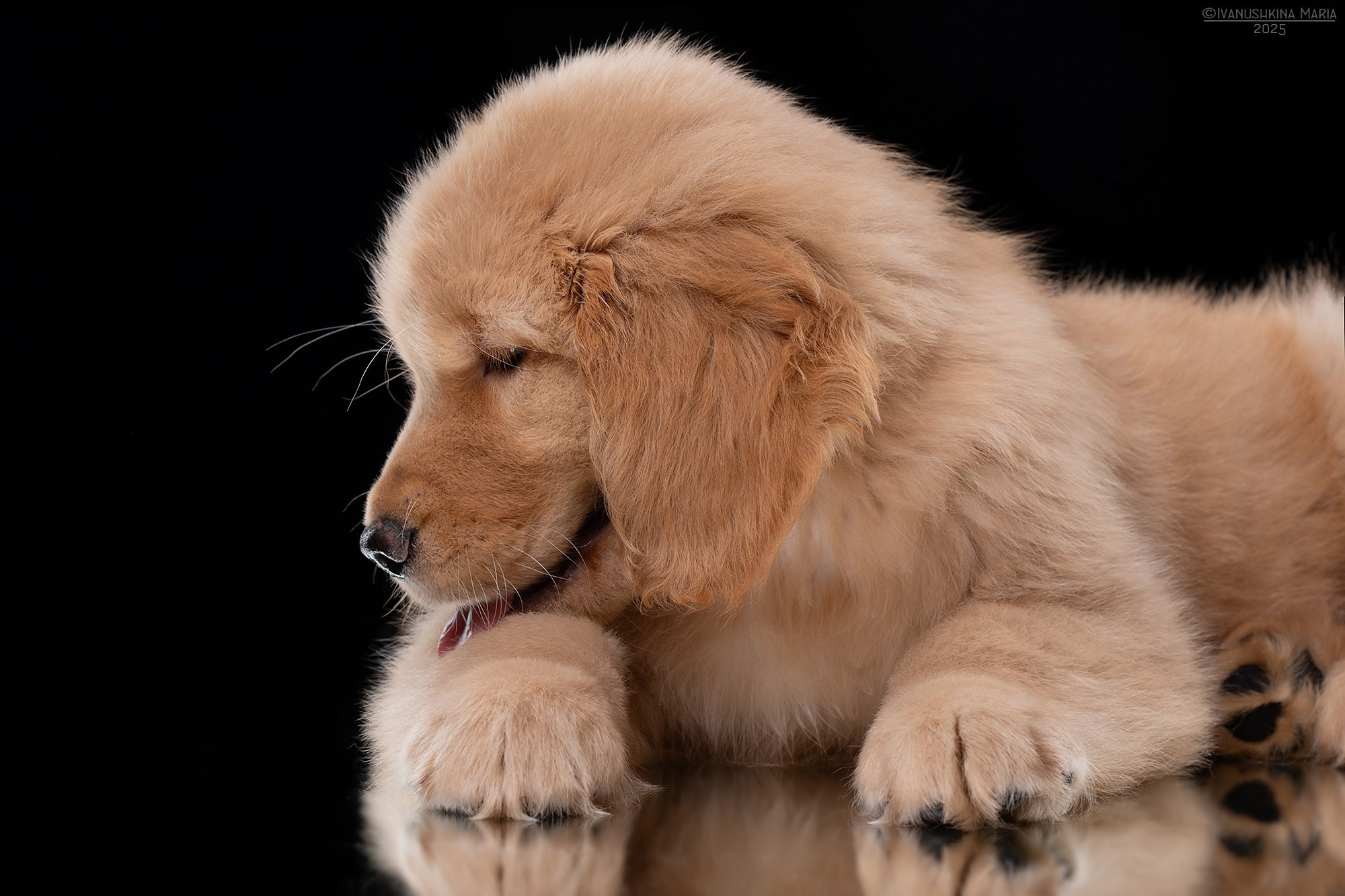 Фотосессия щенков на фонах. Фотограф собак в Москве и Московской области Иванушкина Мария