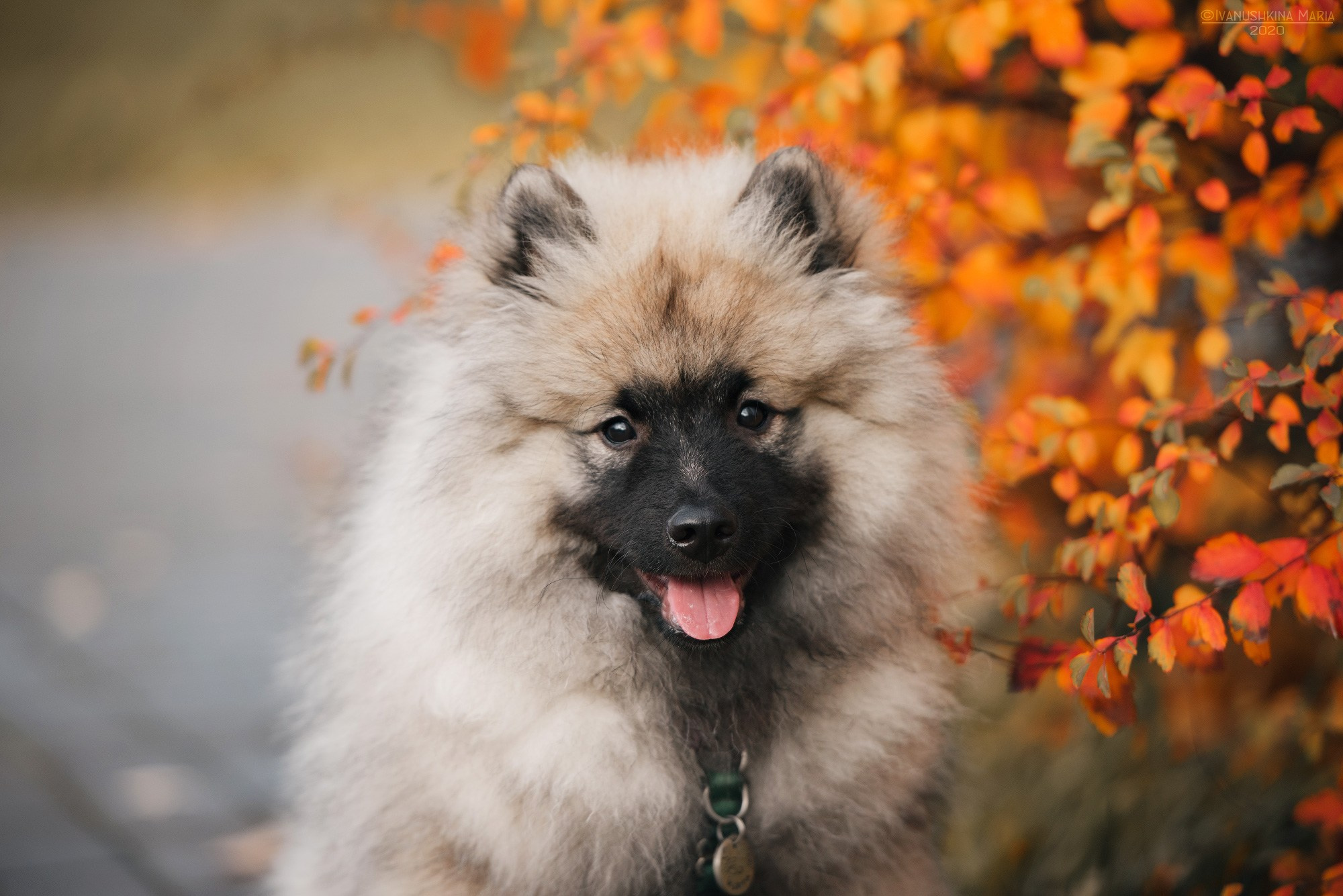 Фотосессия щенков на продажу. Фотограф собак в Москве и Московской области Иванушкина Мария