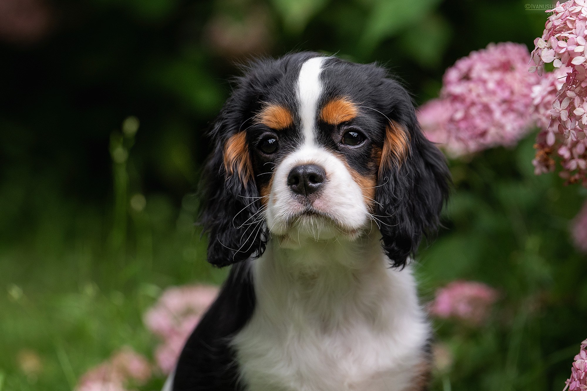 Фотосессия щенков на продажу. Фотограф собак в Москве и Московской области Иванушкина Мария