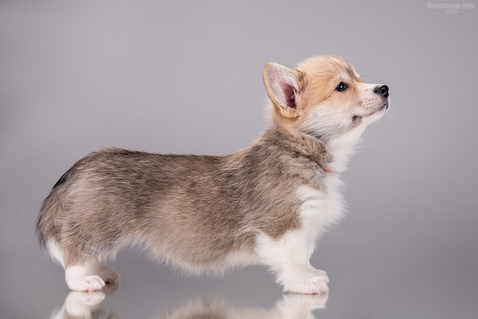 Экстерьерная фотосессия собаки. Фотограф собак в Москве и Московской области Иванушкина Мария