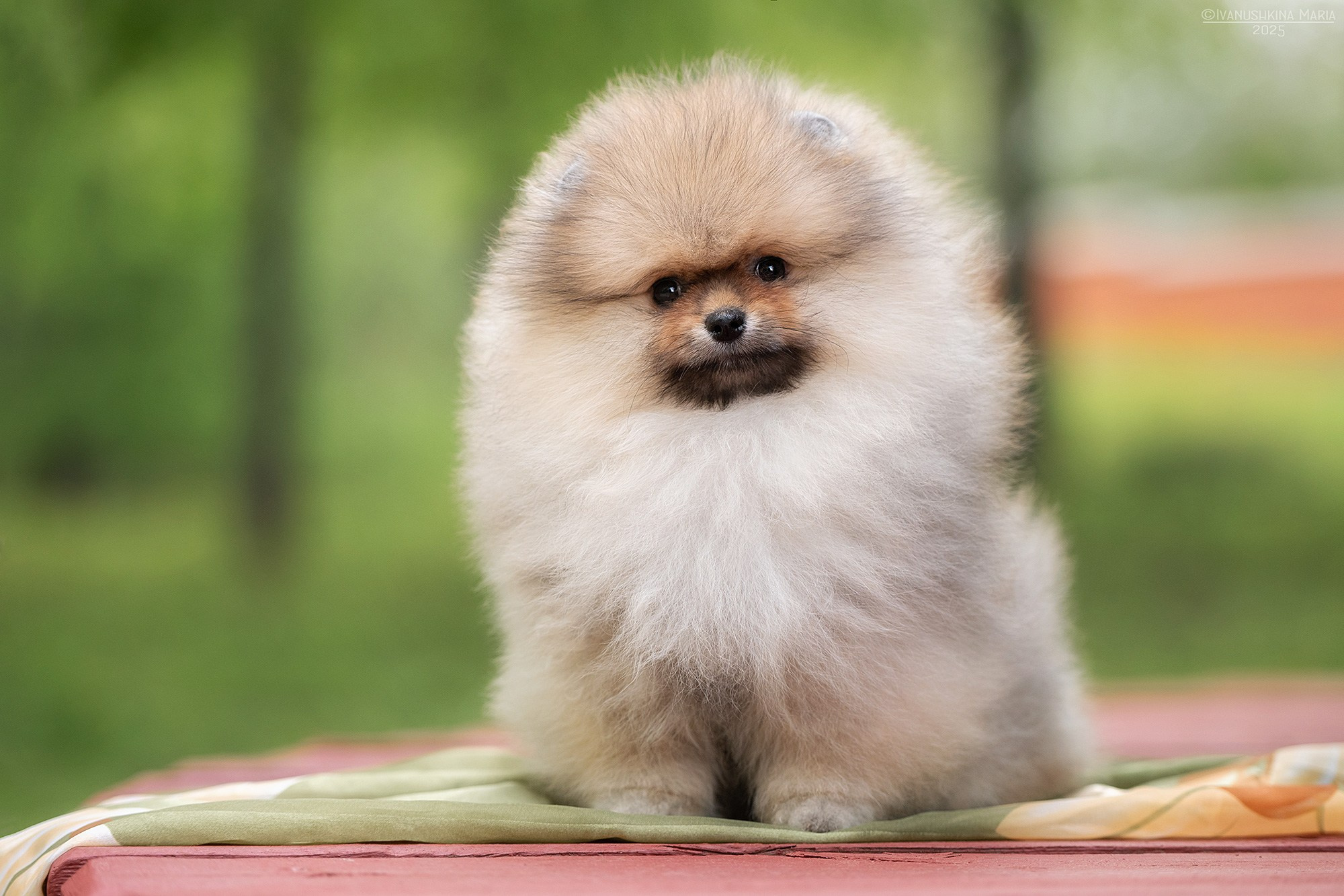 Фотосессия щенков на продажу. Фотограф собак в Москве и Московской области Иванушкина Мария