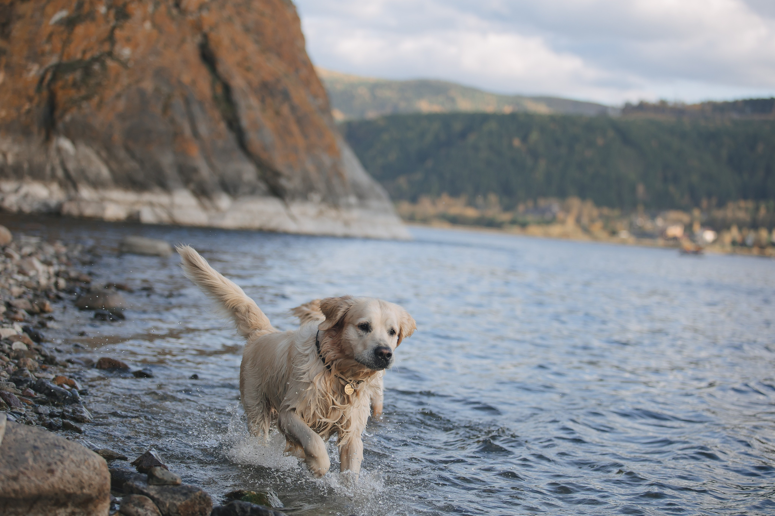 Снежик и Веста. Свадебный и женский фотограф