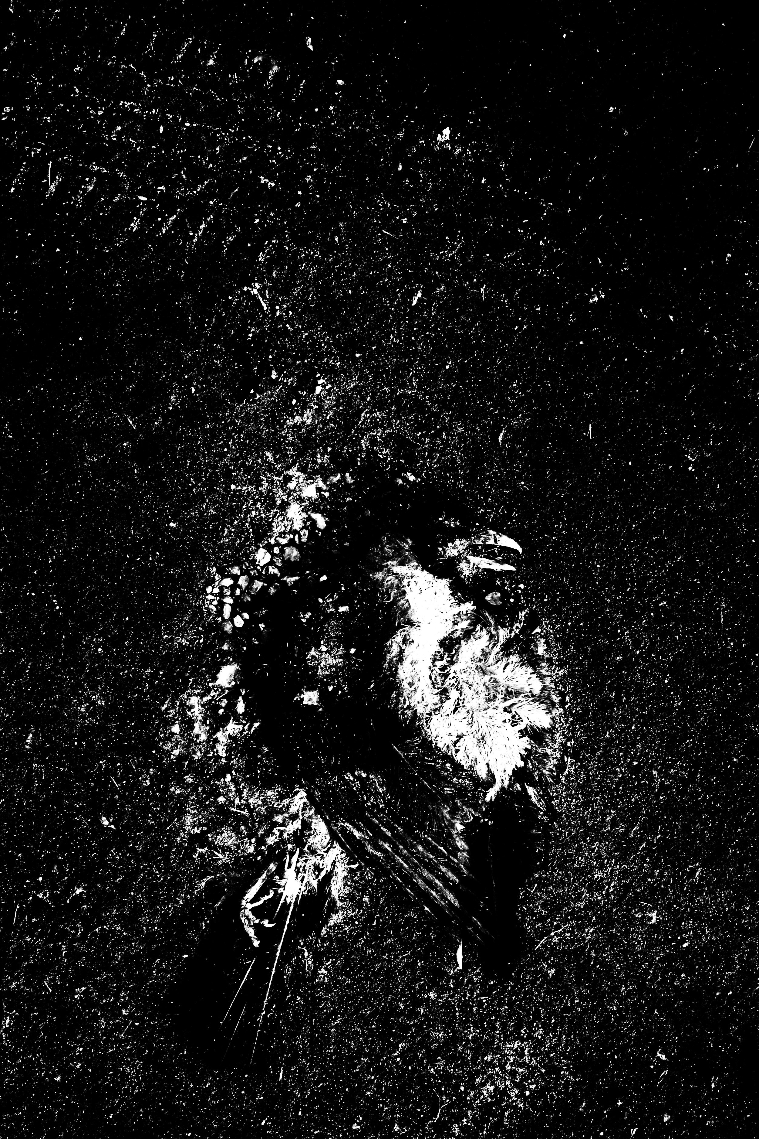 Самые черные фотографии. Артём Линейцев, фотограф