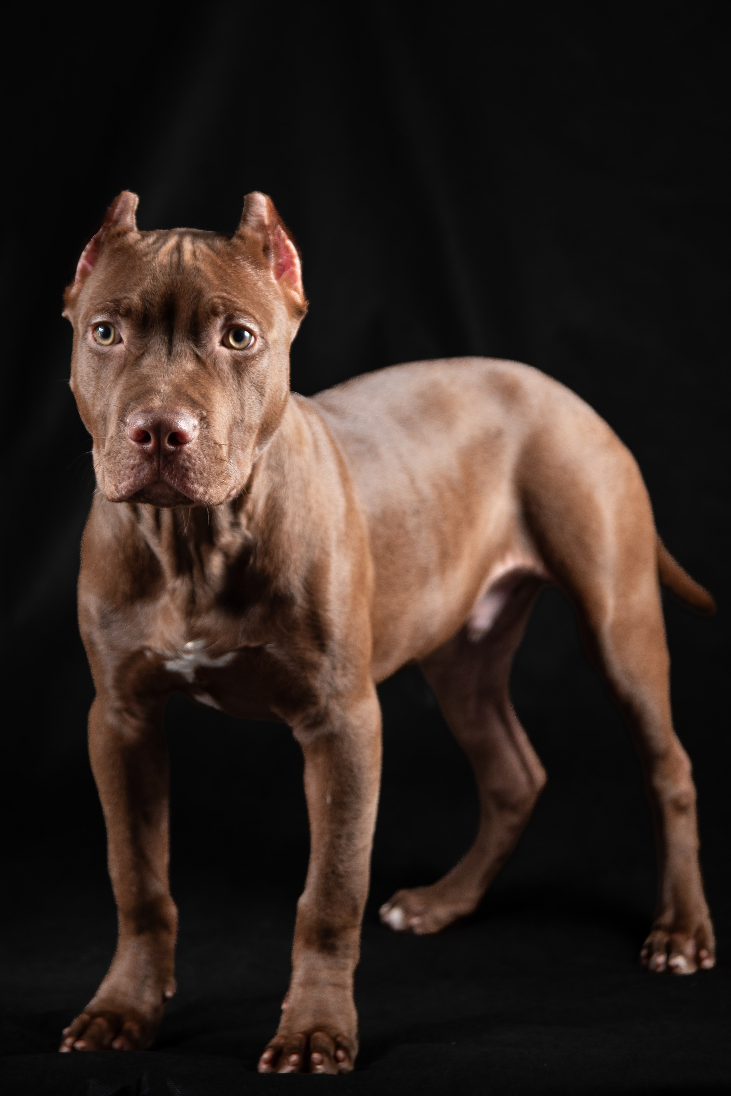 Фотосессия собак на черном фоне в Нижнем Новгороде. Фотограф Макс Огурцов в Нижнем Новгороде