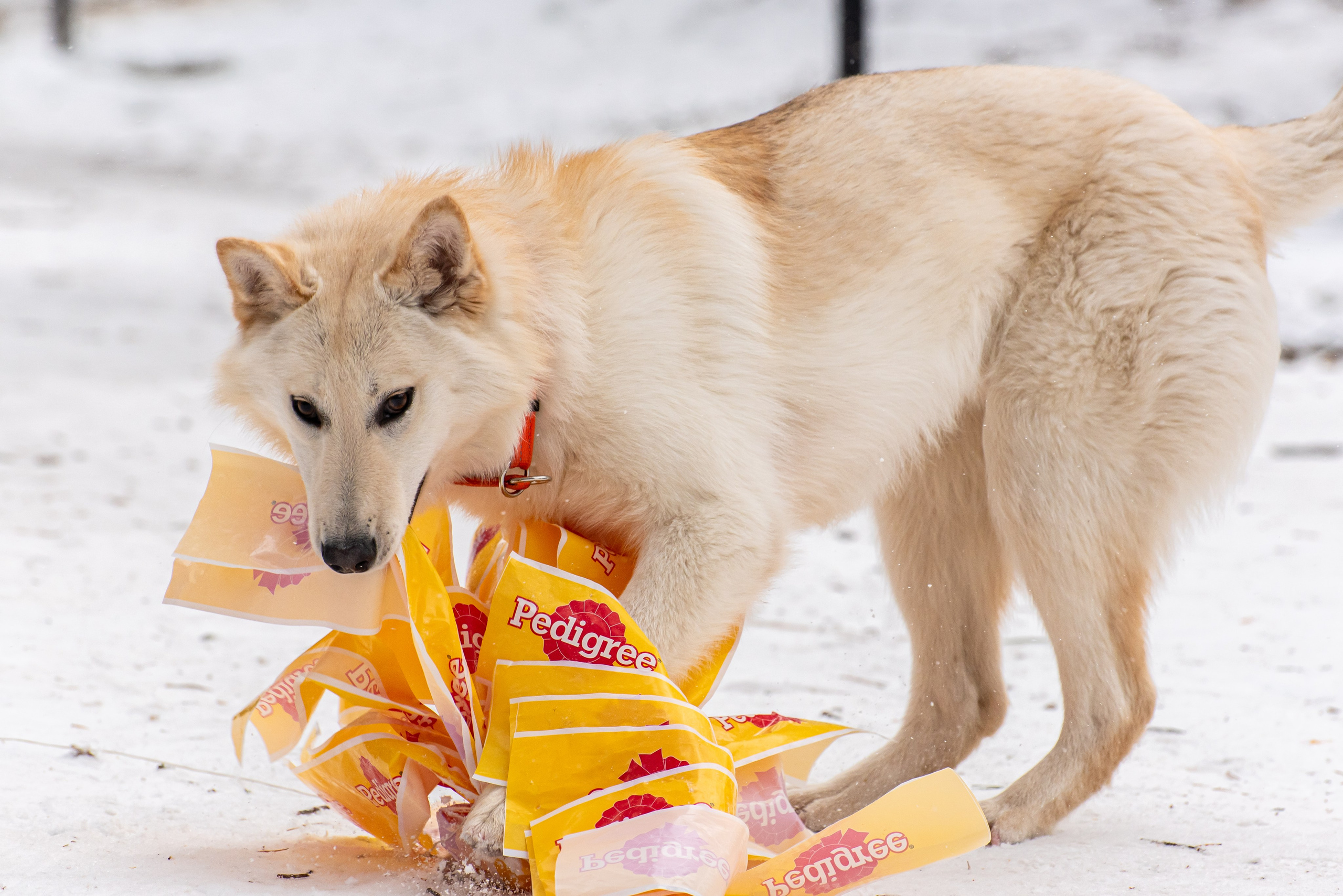Фотосъёмка с собаками в Кинологическом лагере. Фотограф Макс Огурцов в Нижнем Новгороде