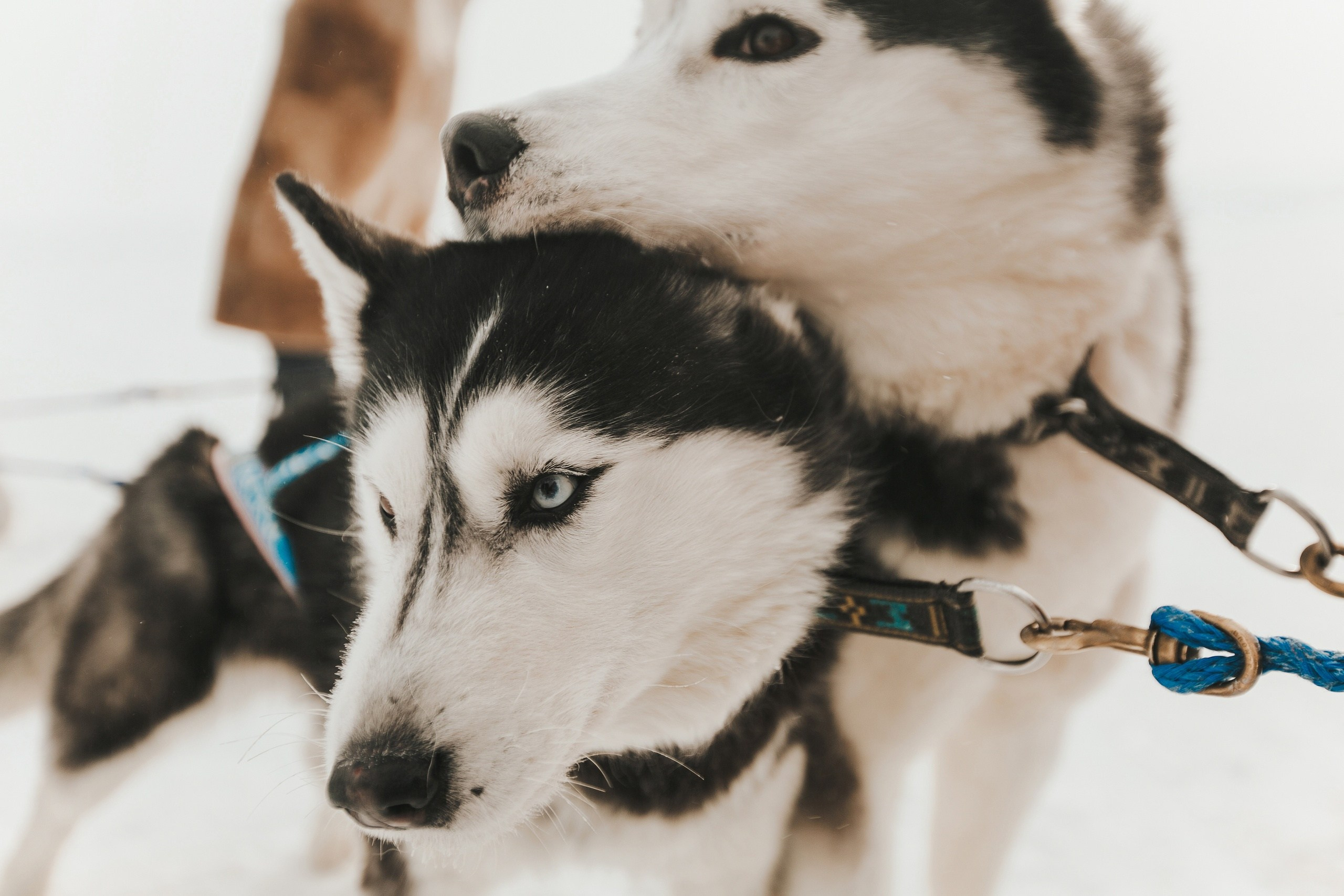 Фестивали. Репортажный и свадебный фотограф в Новосибирске Марина Красавина