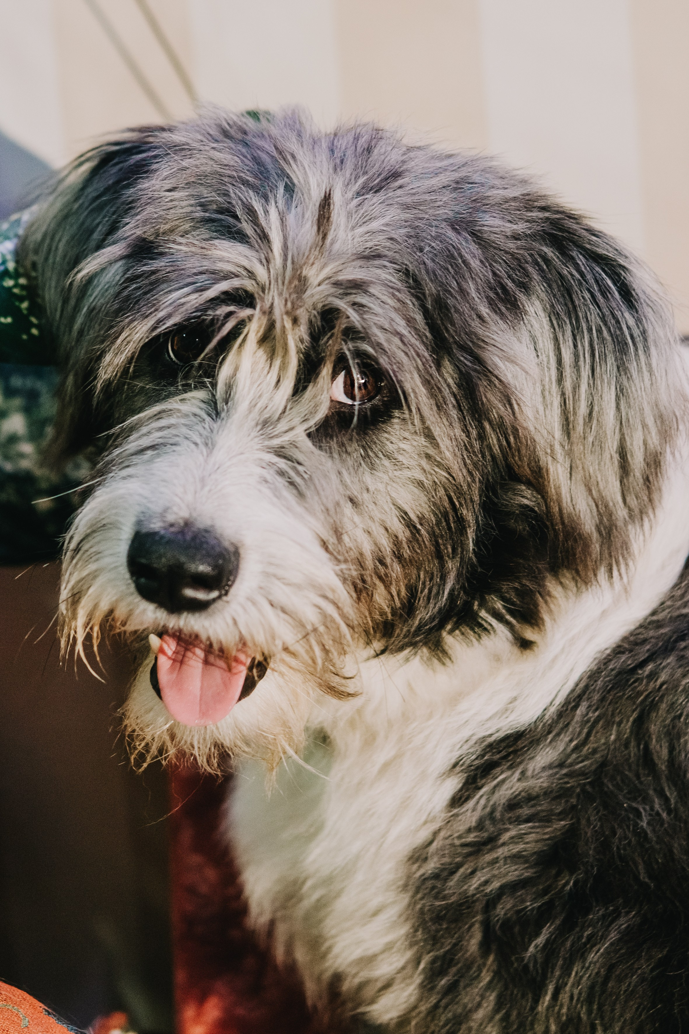 Life with dog. Saamill