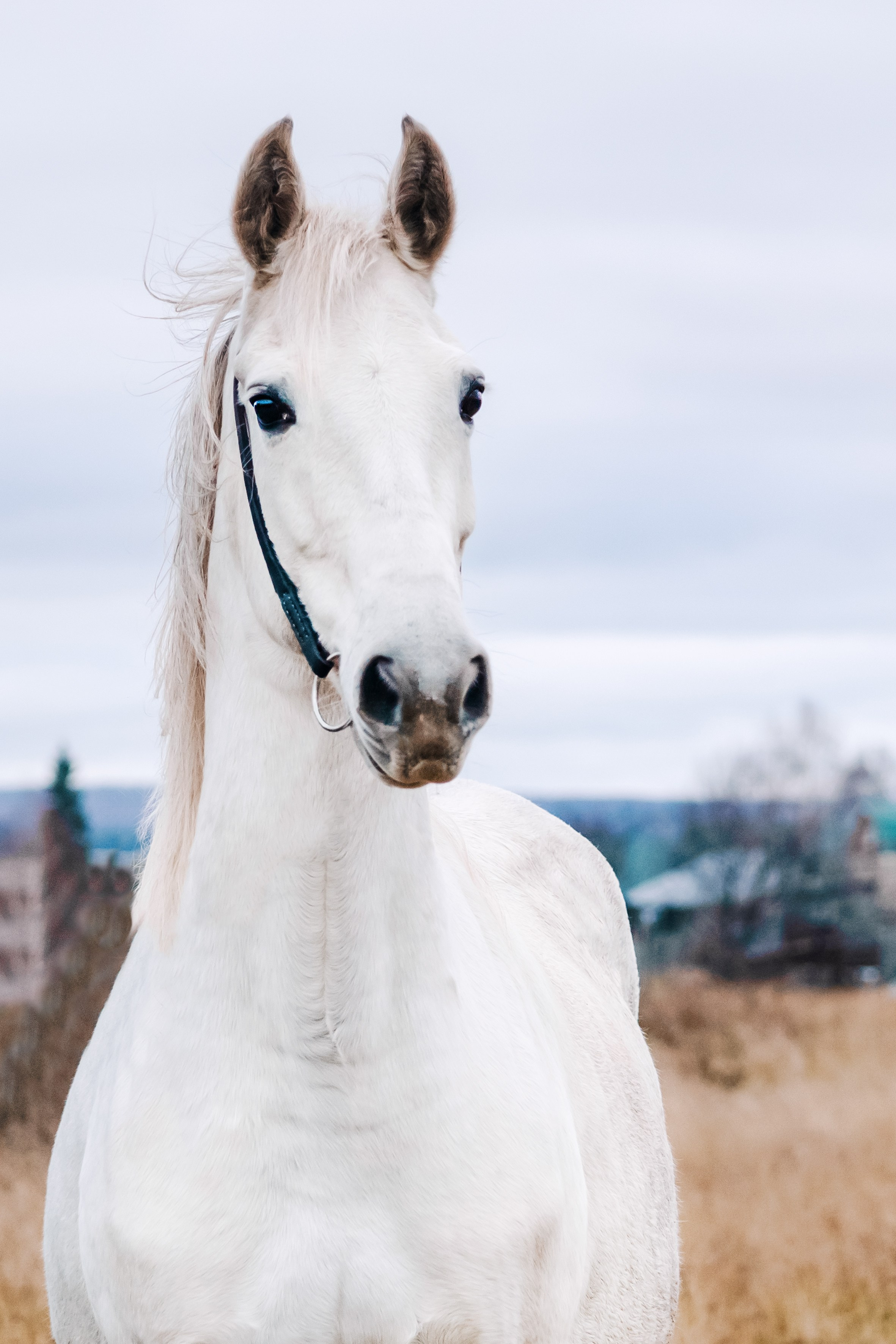 Life with horse. Saamill