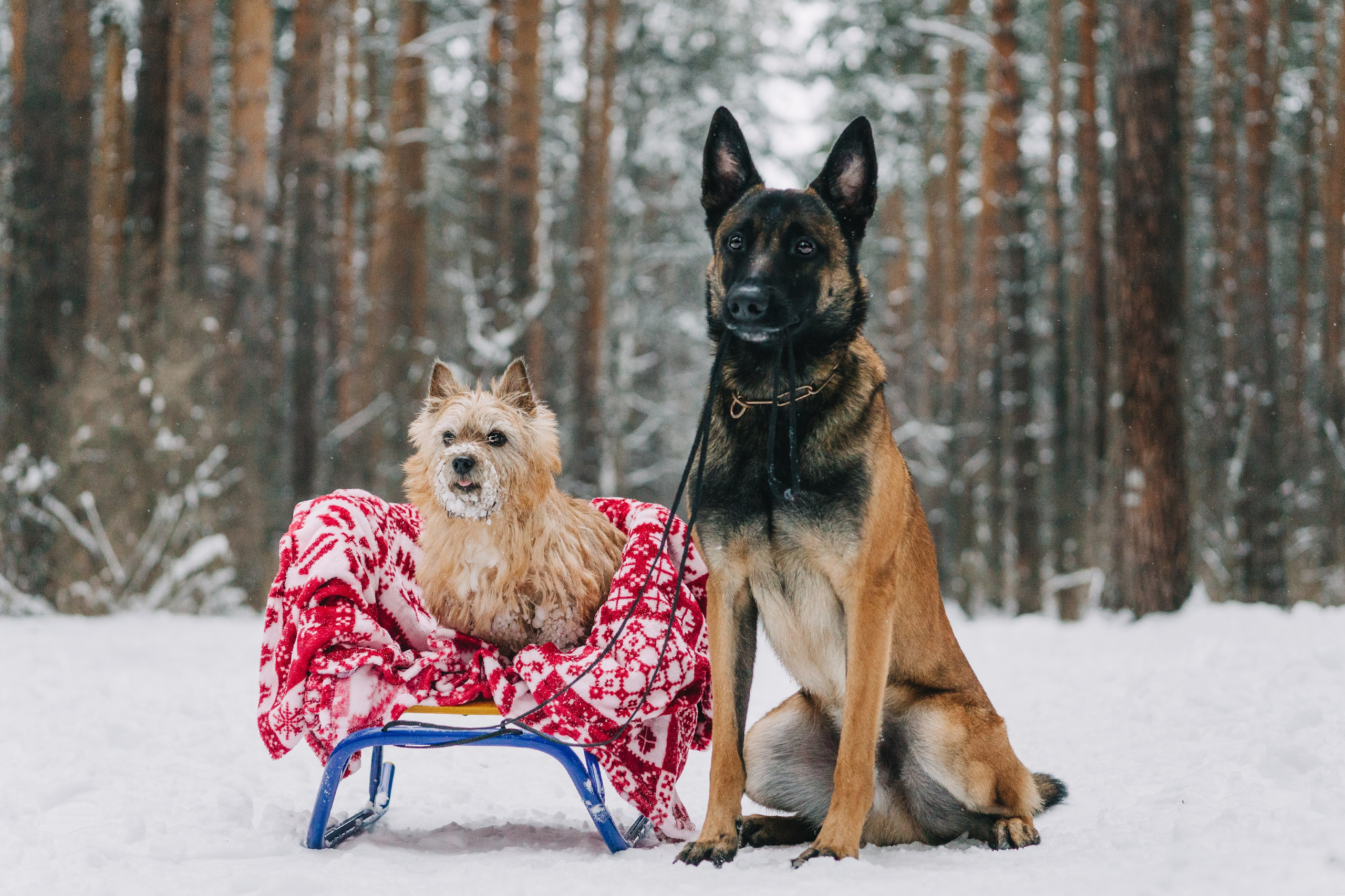 Life with dog. Saamill