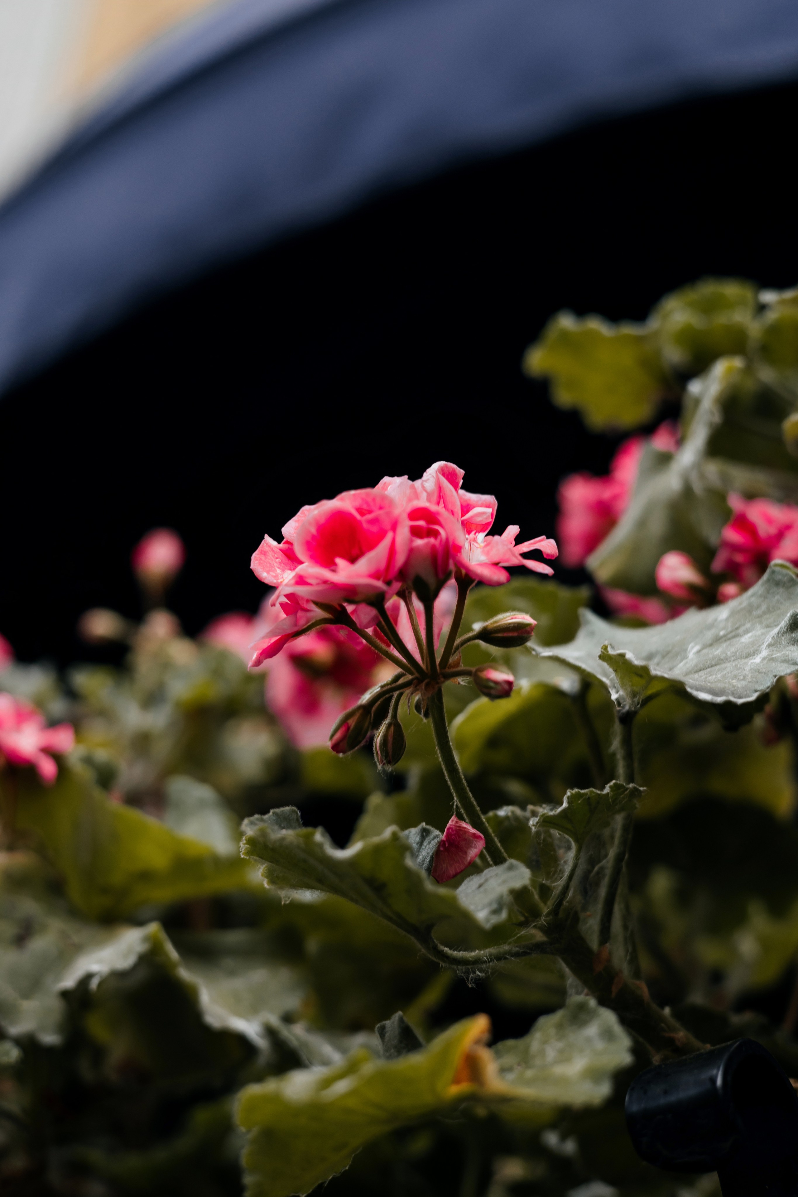 Алексей и Карина