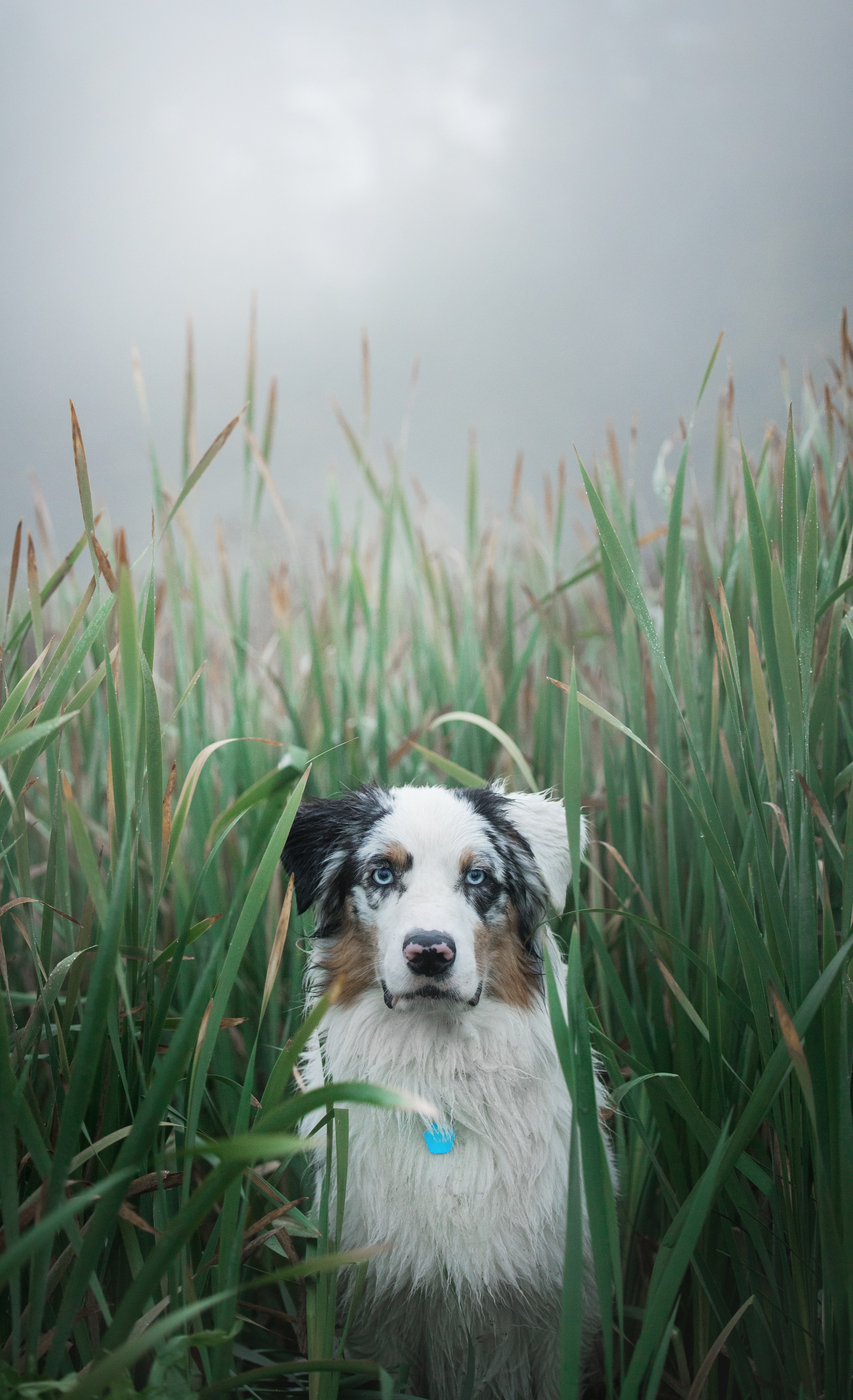 Портфолио. Фотограф-анималист в Екатеринбурге Марина Шишкина