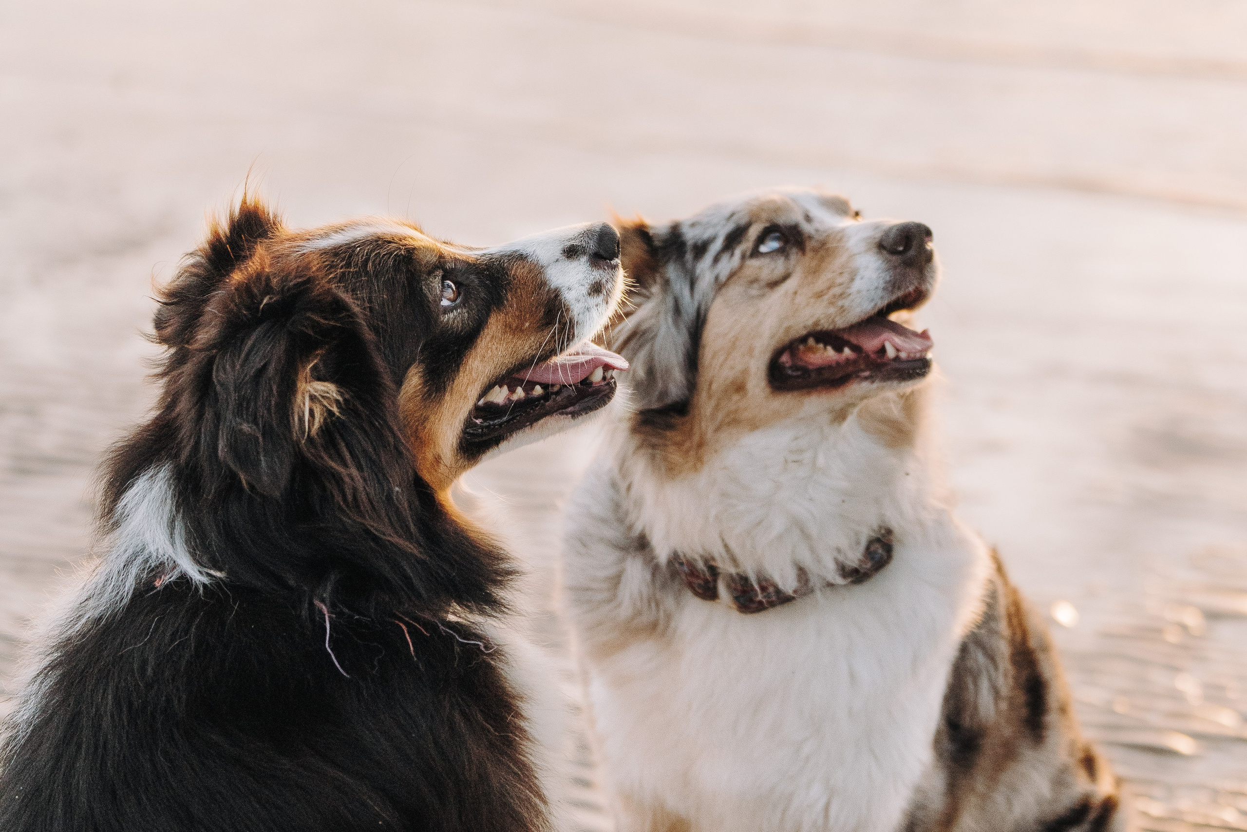Фотограф анималист в Спб. Фотограф анималист в Спб недорого Олеся Майорова
