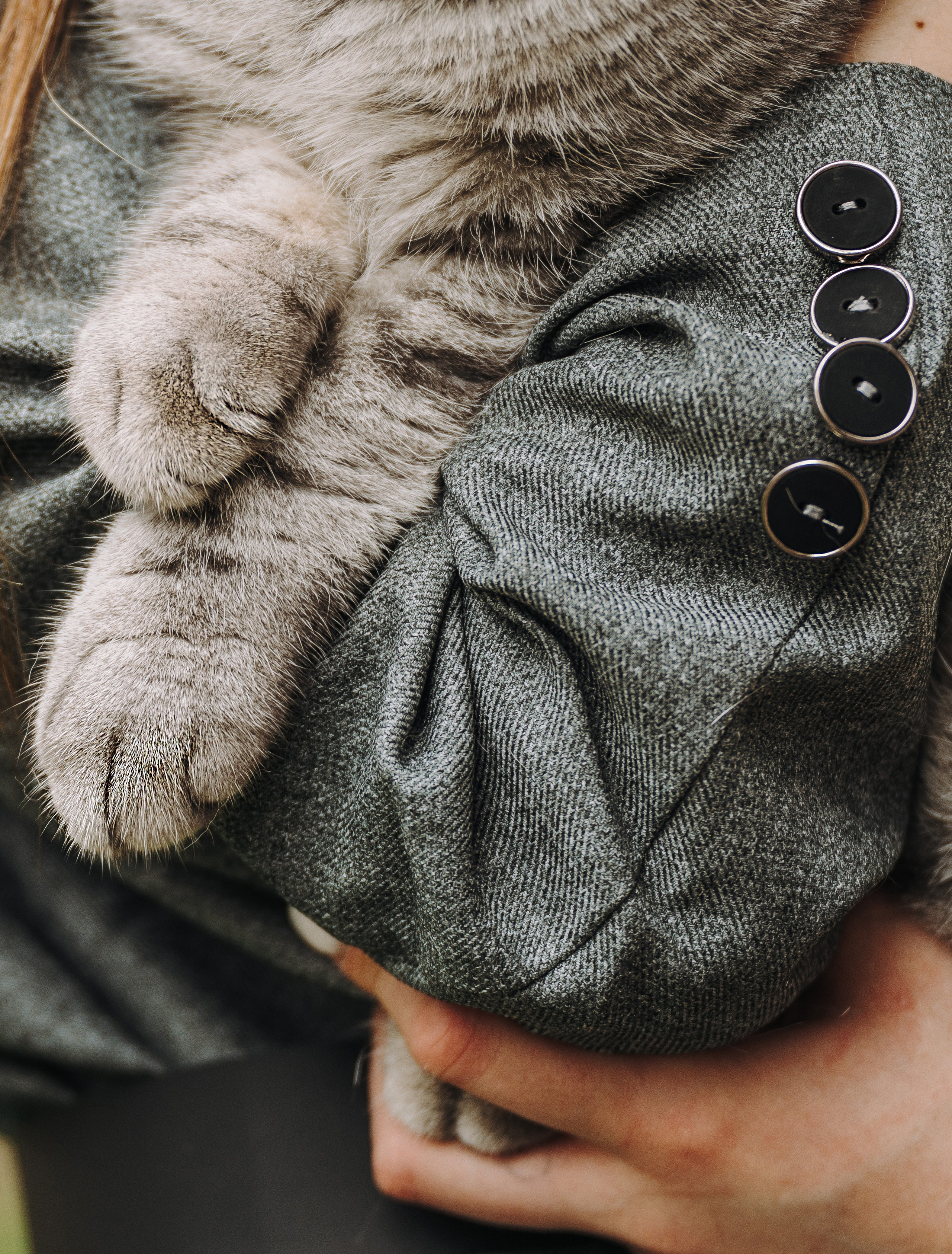 Портфолио кошки, фотограф Олеся Майрова. Фотограф анималист в Спб недорого Олеся Майорова