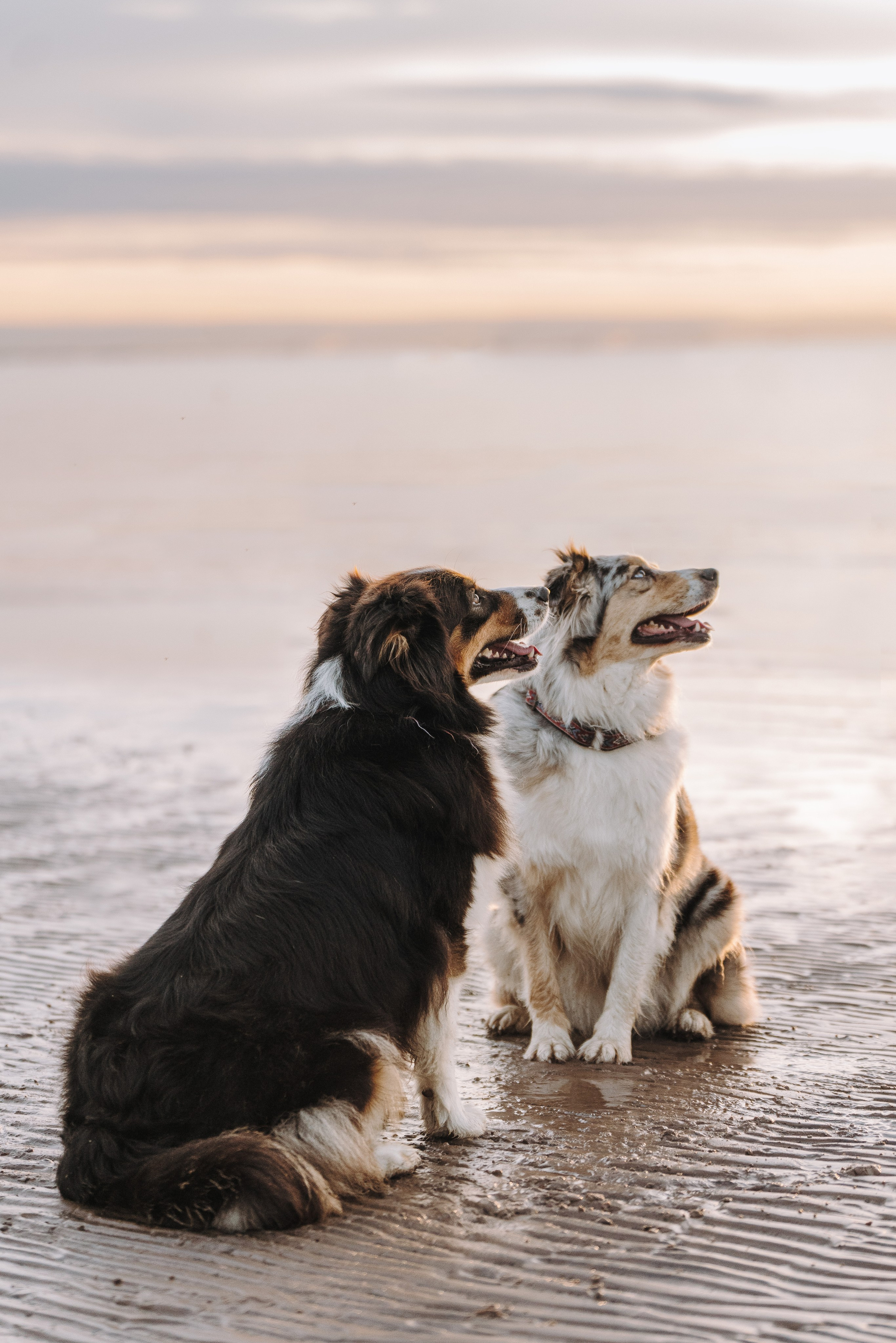 Фотограф анималист в Спб. Фотограф анималист в Спб недорого Олеся Майорова