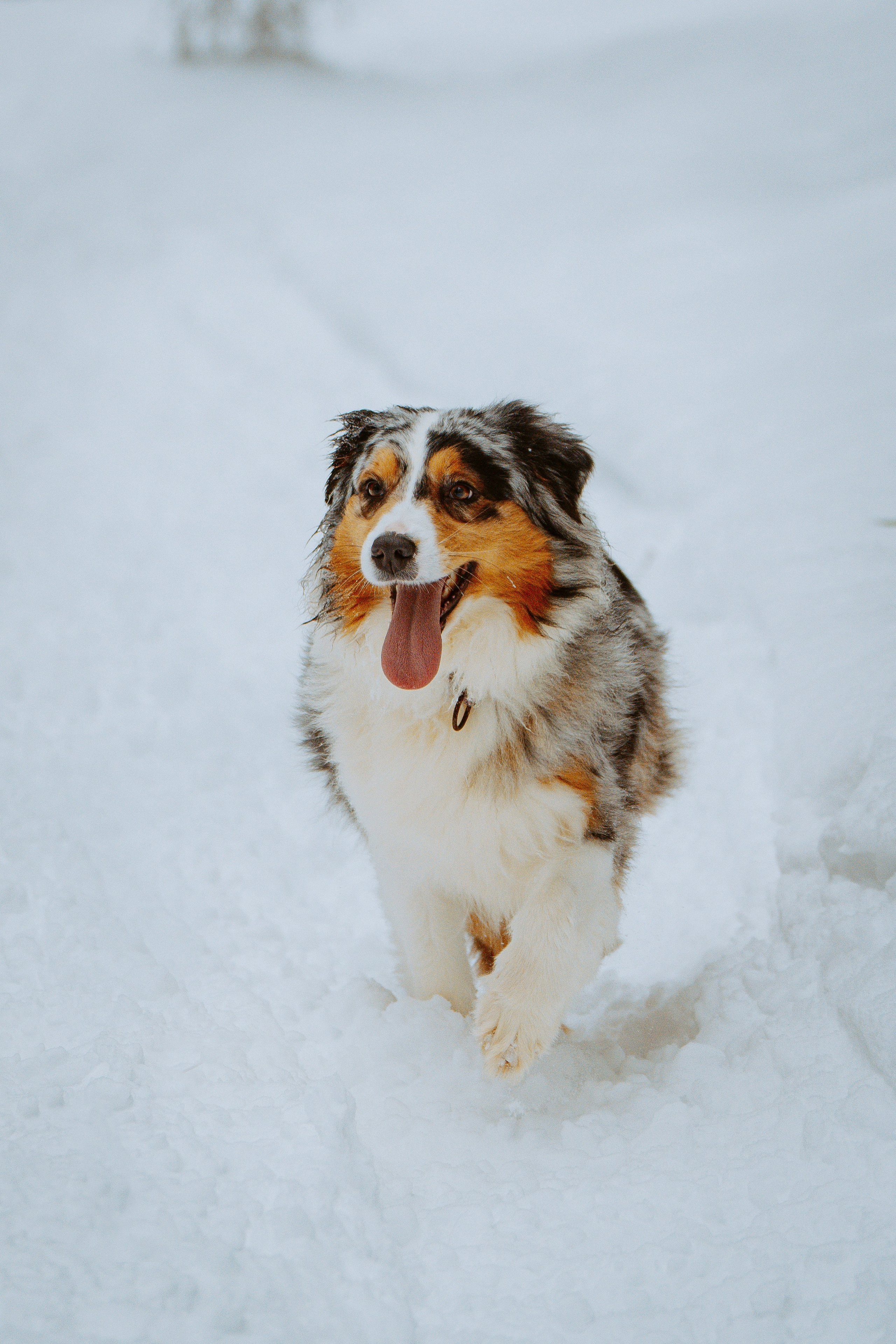 Дог трекинг. Фотограф анималист в Спб недорого Олеся Майорова