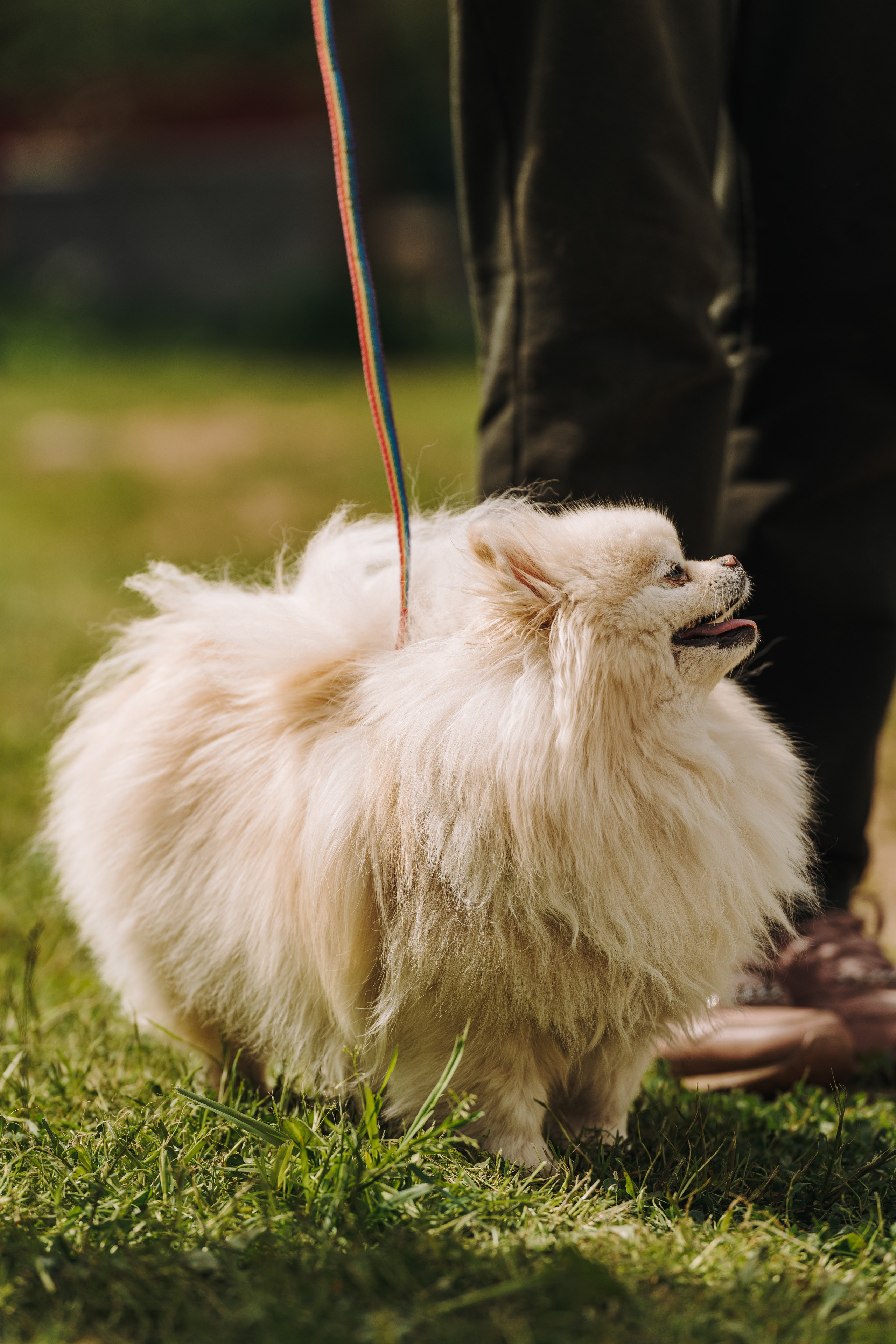 Соревнования по ноузворку. Фотограф анималист в Спб недорого Олеся Майорова