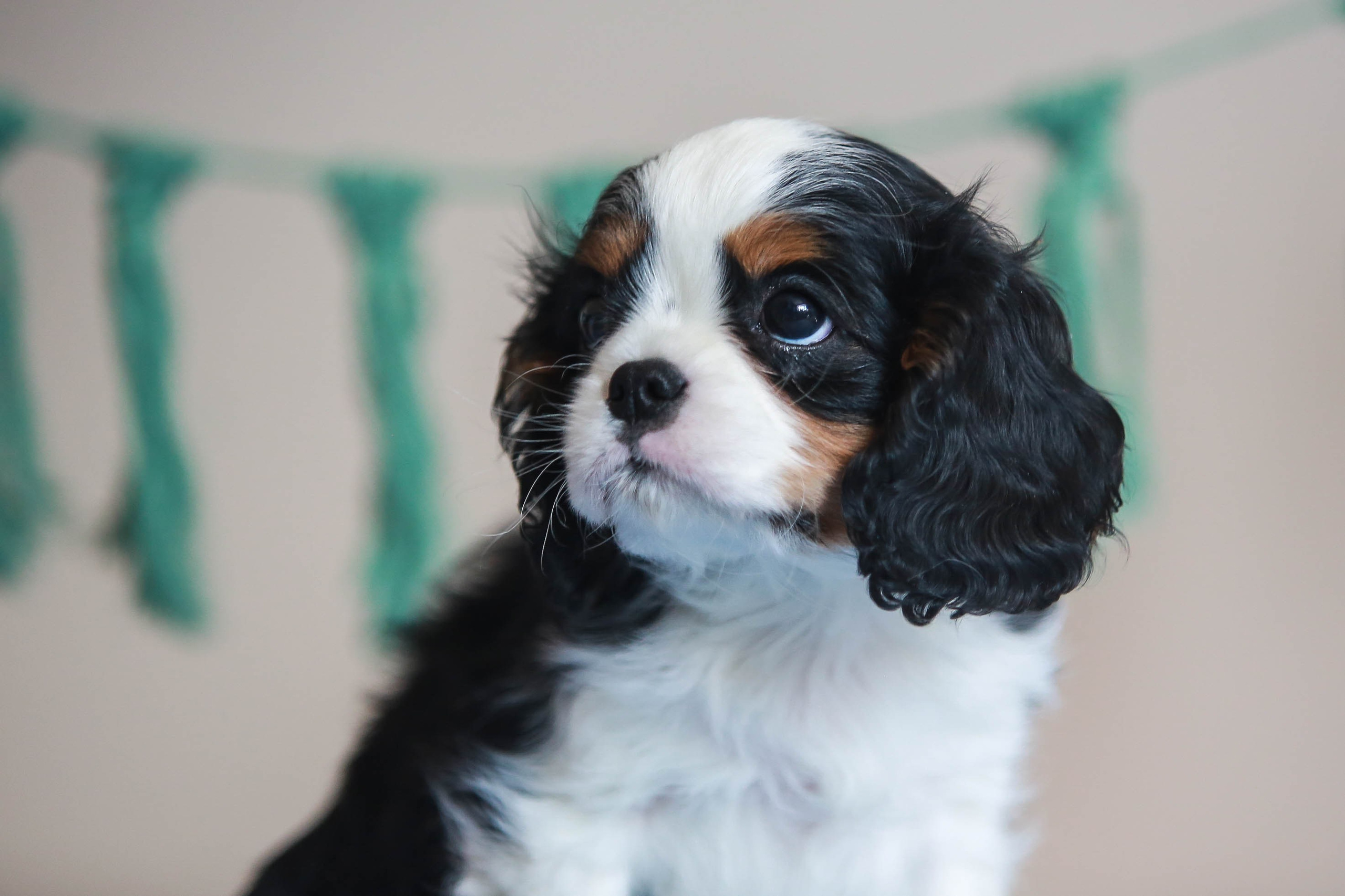 Щенки. Семейный и детский фотограф в Москве Мария Быкова