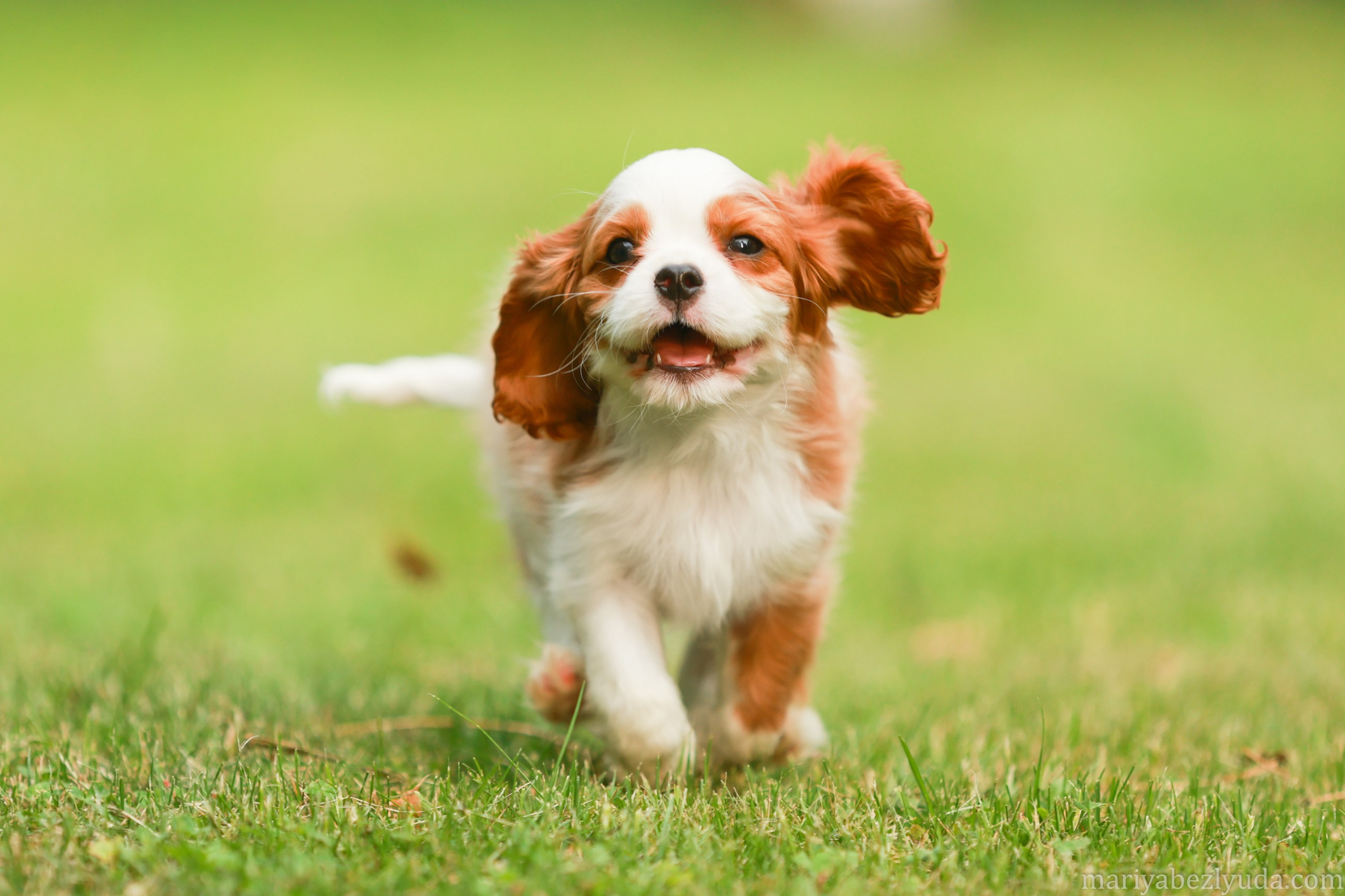 Щенки. Семейный и детский фотограф в Москве Мария Быкова