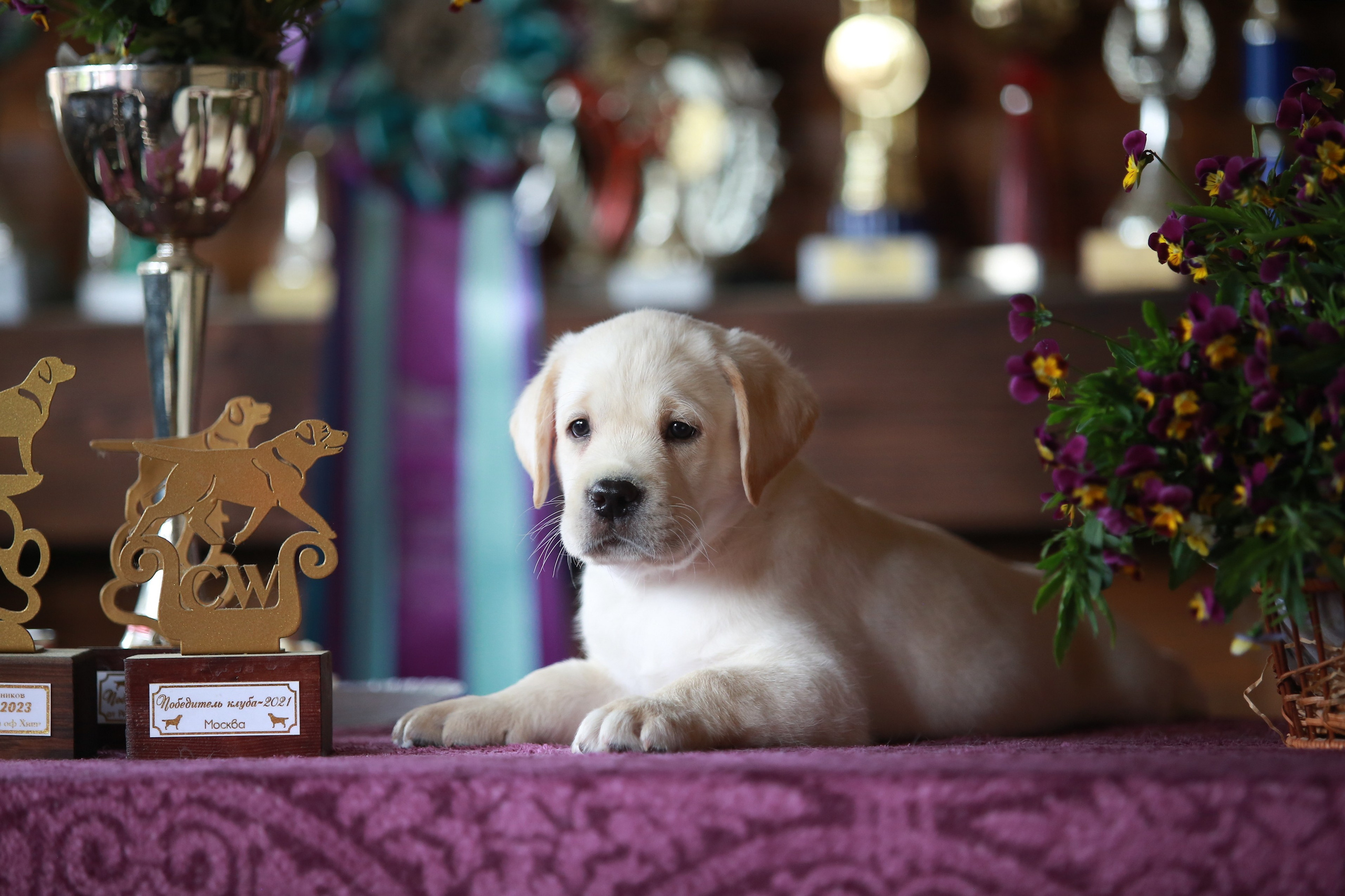 Щенки. Семейный и детский фотограф в Москве Мария Быкова