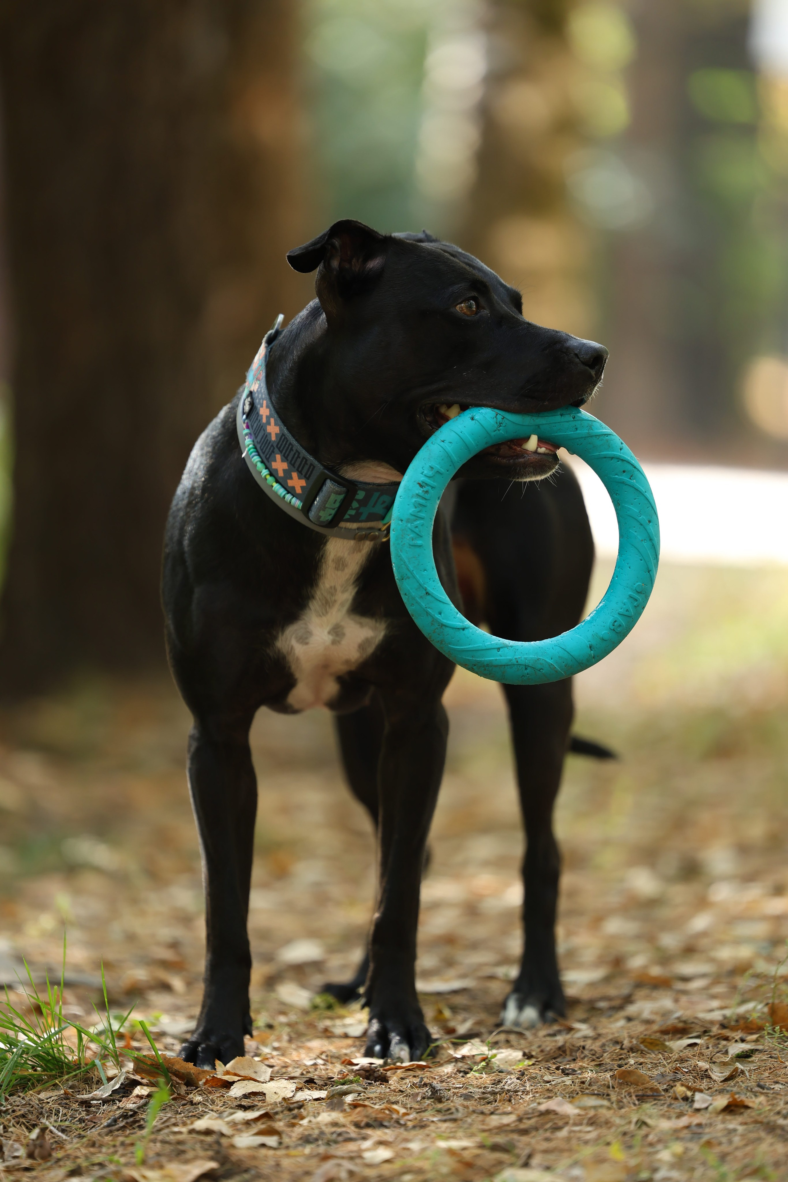 Алена и Бора. Виктория Михайловская. Фотограф-анималист. Москва