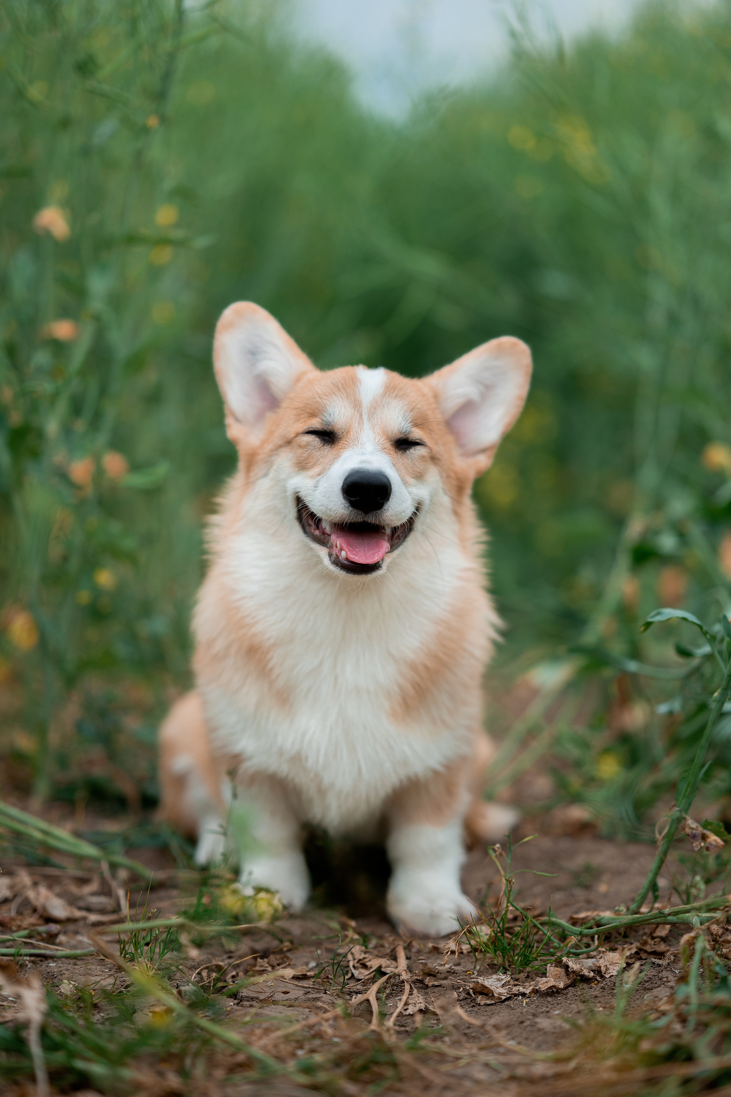 Заводчик Ольга Кушкина. Творческий фотограф Вологда