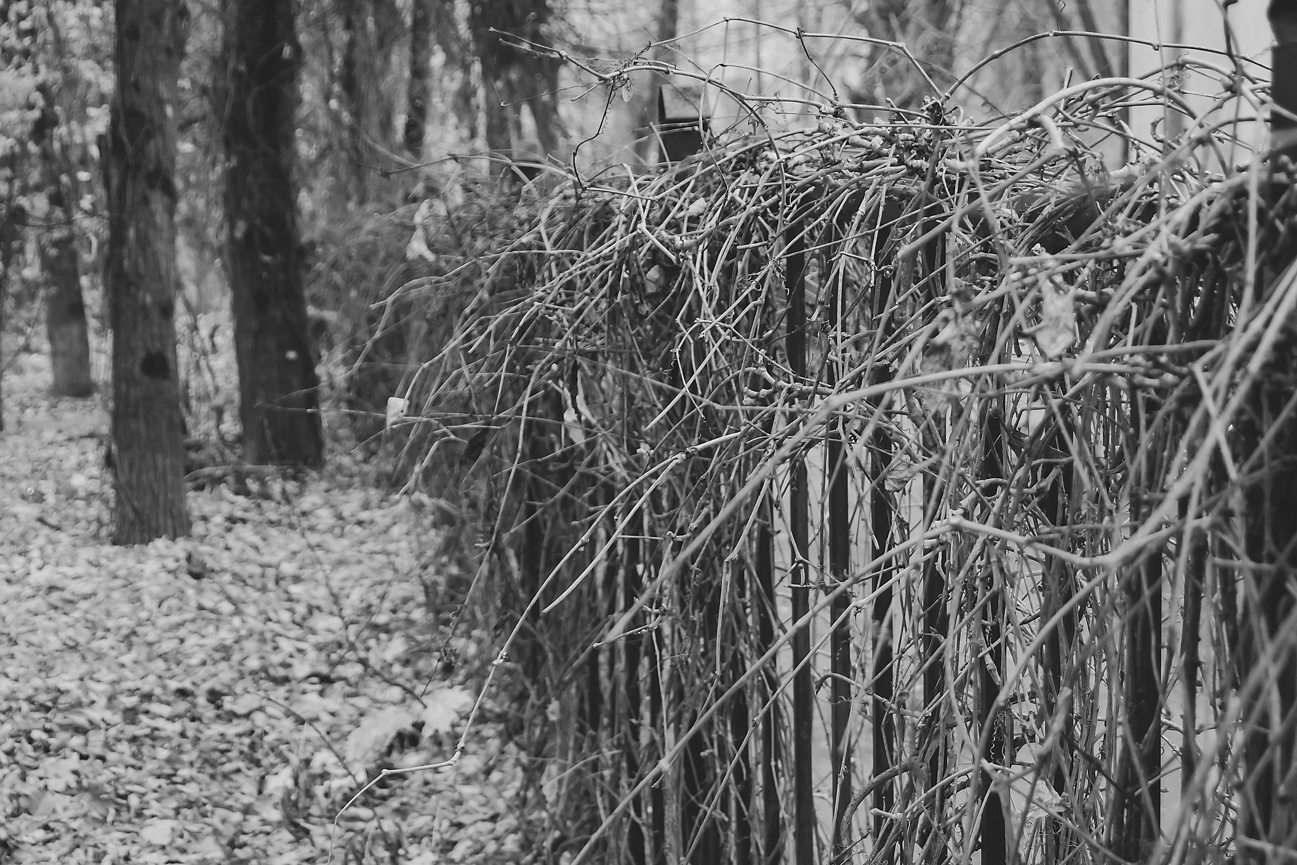 Границы и Рамки. Аmat Victoria Сuram