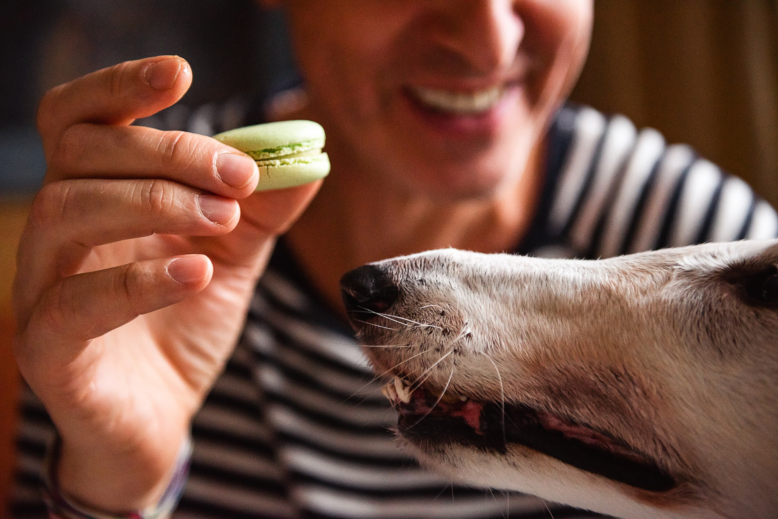 Квартира с картинами. Алиса, Андрей и их пушистая семья. Семейный Фотограф в Москве Ирина Хохлова