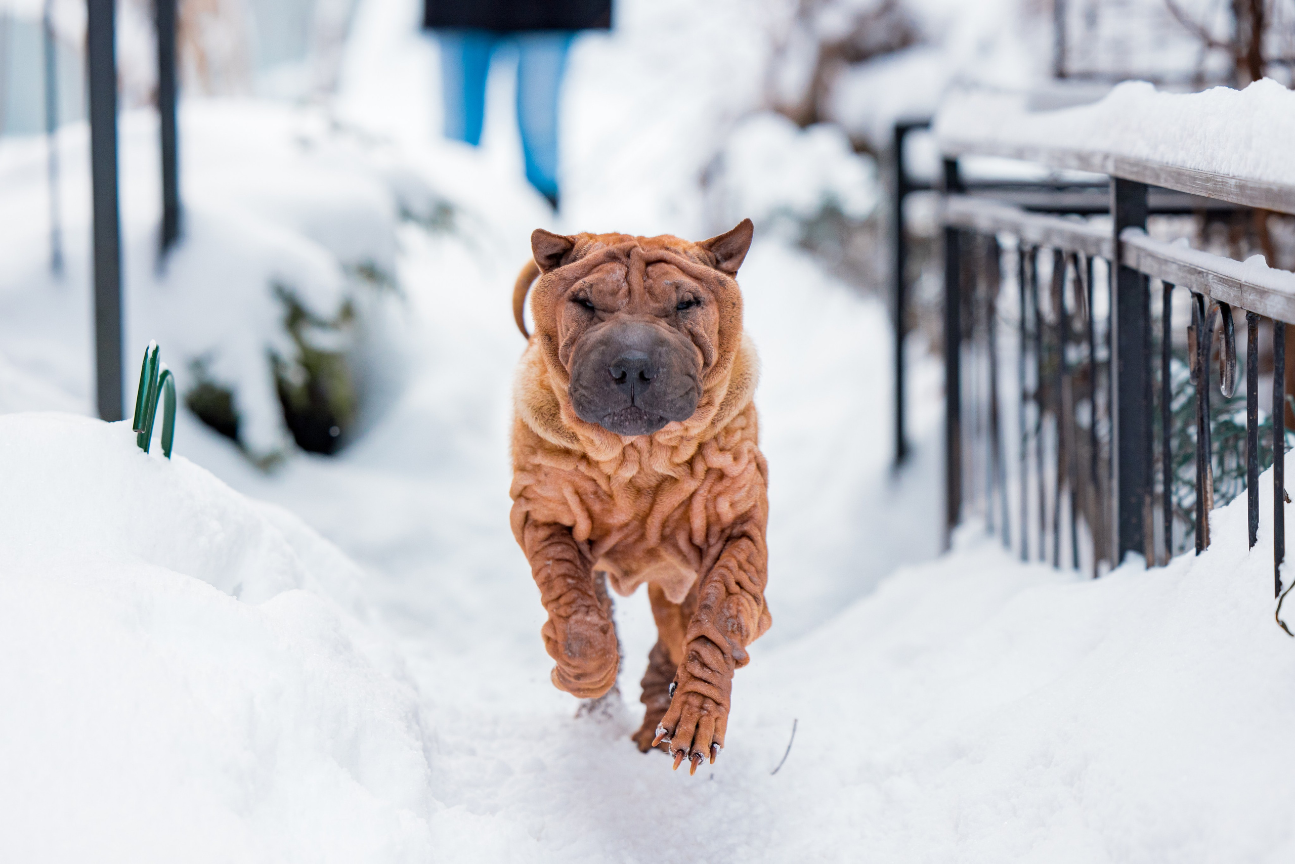 В гостях у шарпеев 16.01.2024. Фотограф-анималист Юлия Германика