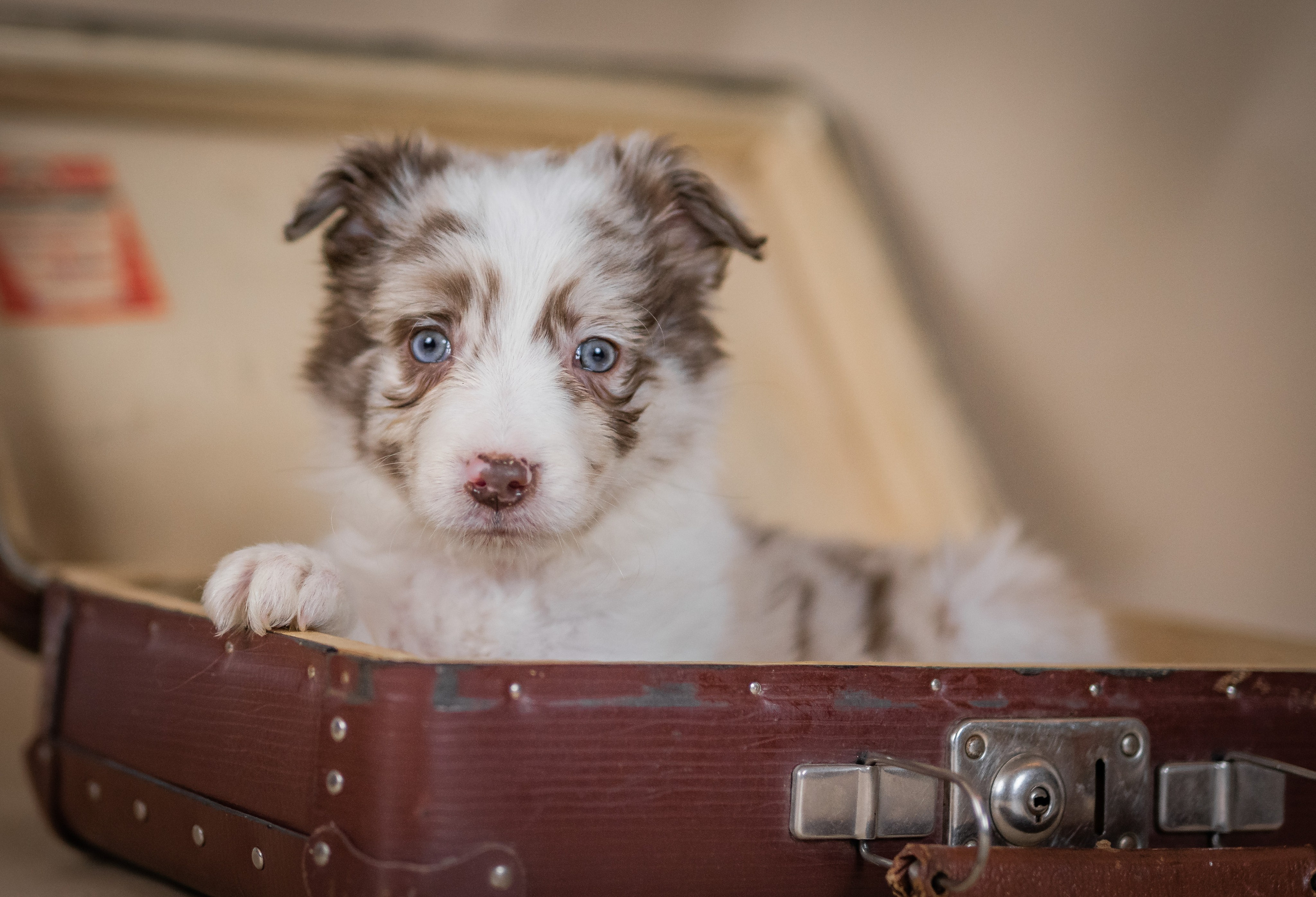 Фритсвит. Семейный фотограф Ефремова Виктория