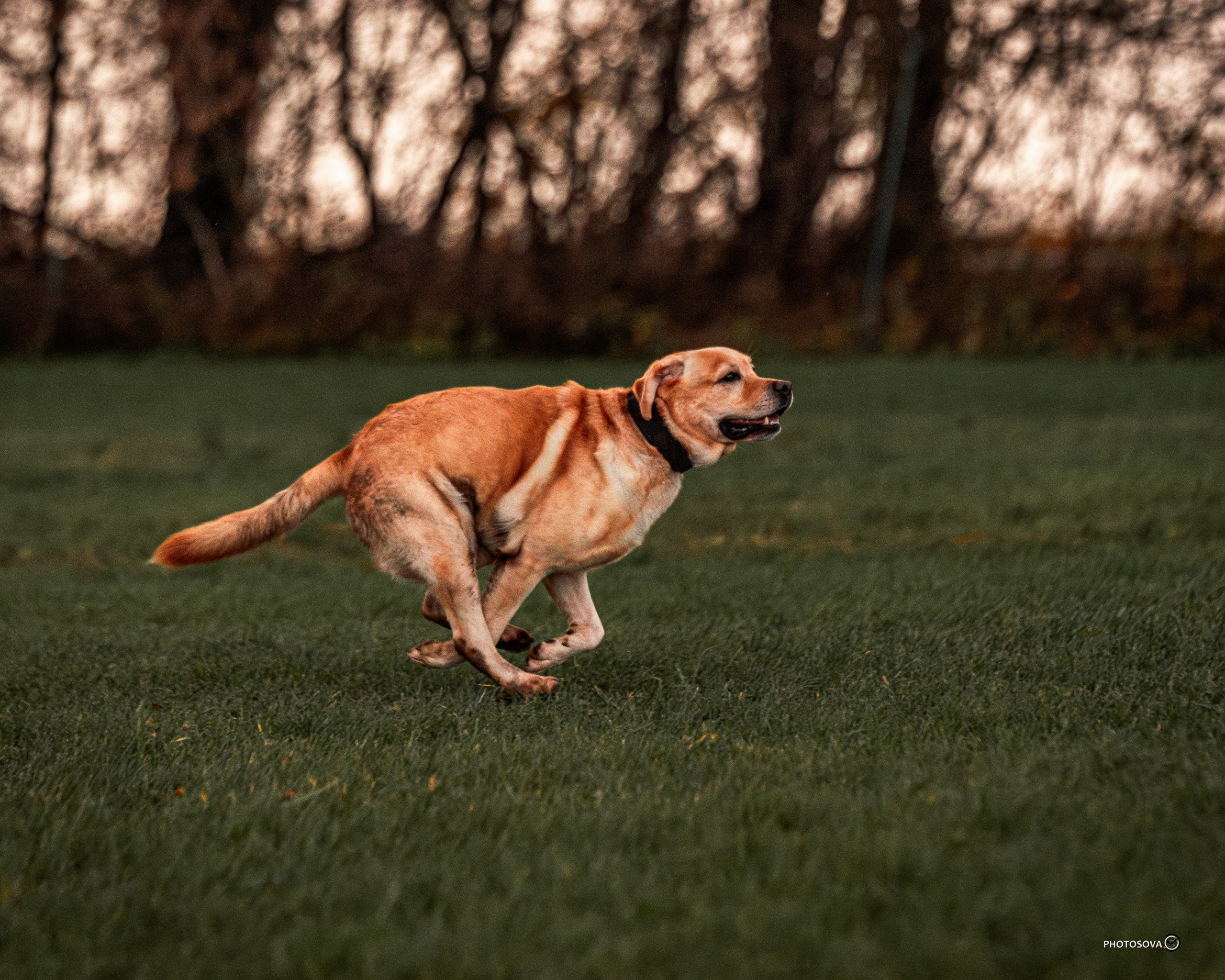 МЫ — КОМАНДА (соревнования) OKD, BH, IBGH, IGP. Фотограф-анималист, семейный фотограф в Москве и Подмосковье. Фотосъёмка кинологических дисциплин