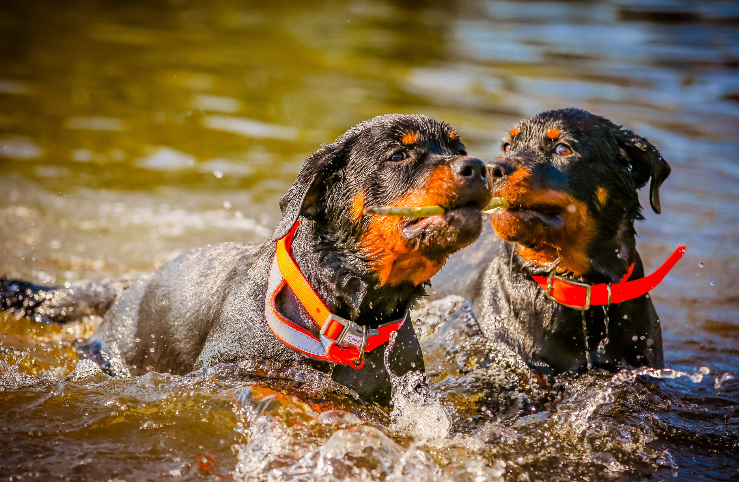 Животные. Авторские туры с профессиональным фотографом