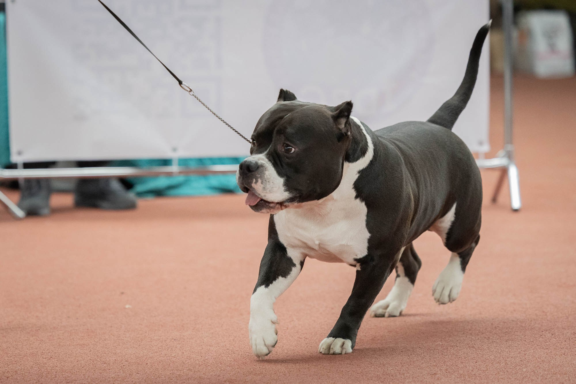 IDBC. Виктория Михайловская. Фотограф-анималист. Москва