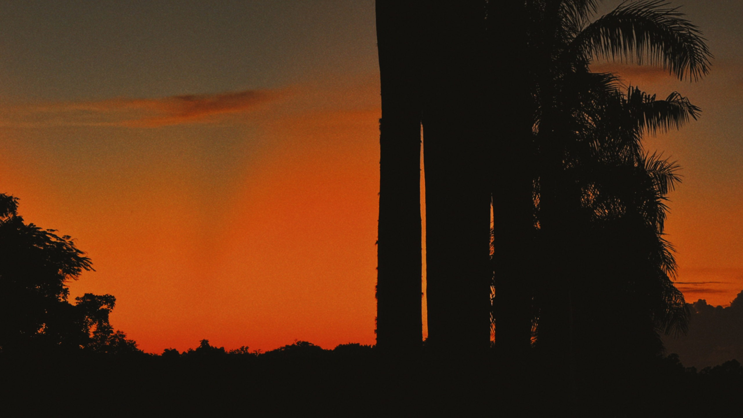 Виолетта Скрипка