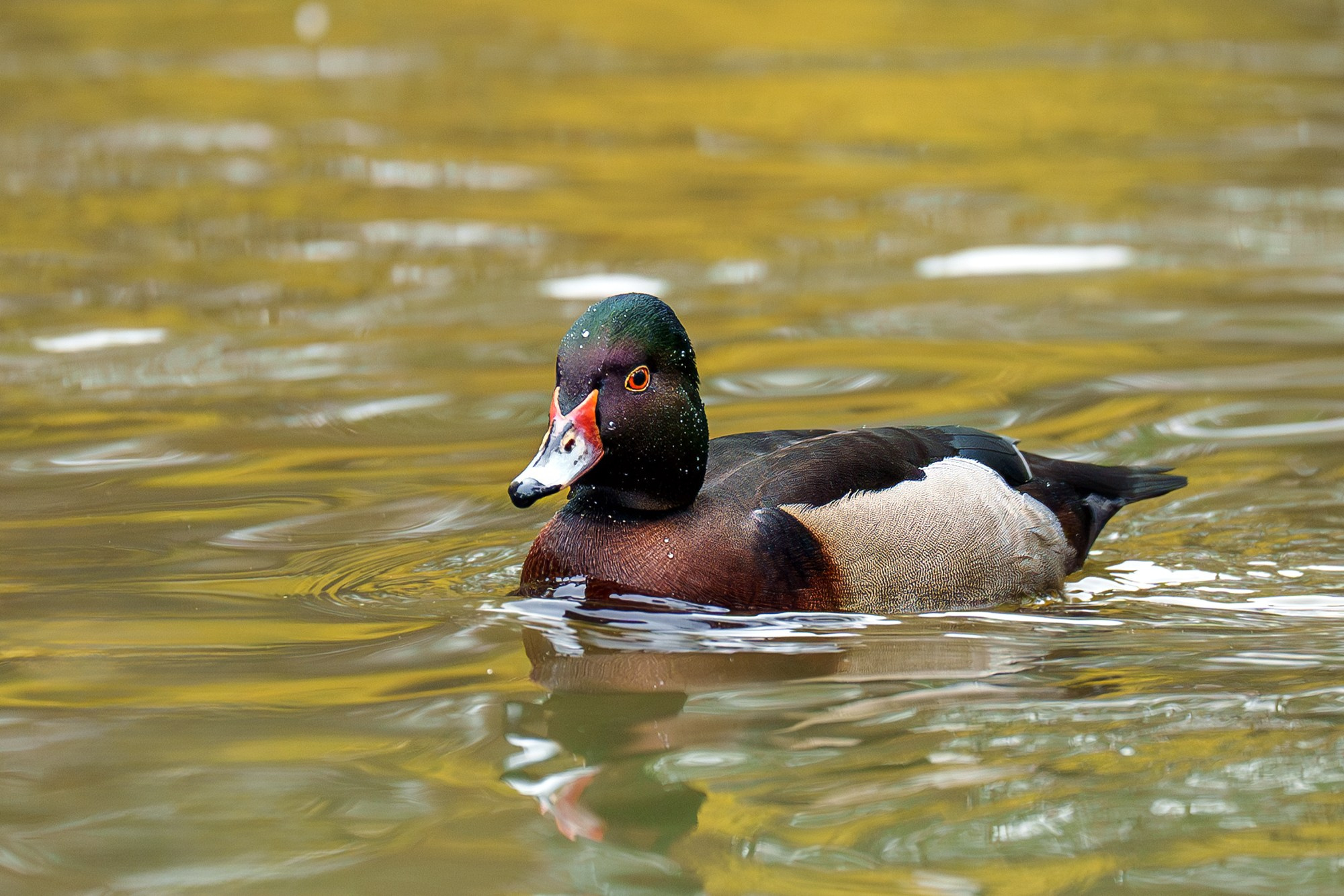 Удивительные мир птиц. Вокруг нас столько прекрасного — присмотритесь!. Ваш личный фотограф Марина Волкова