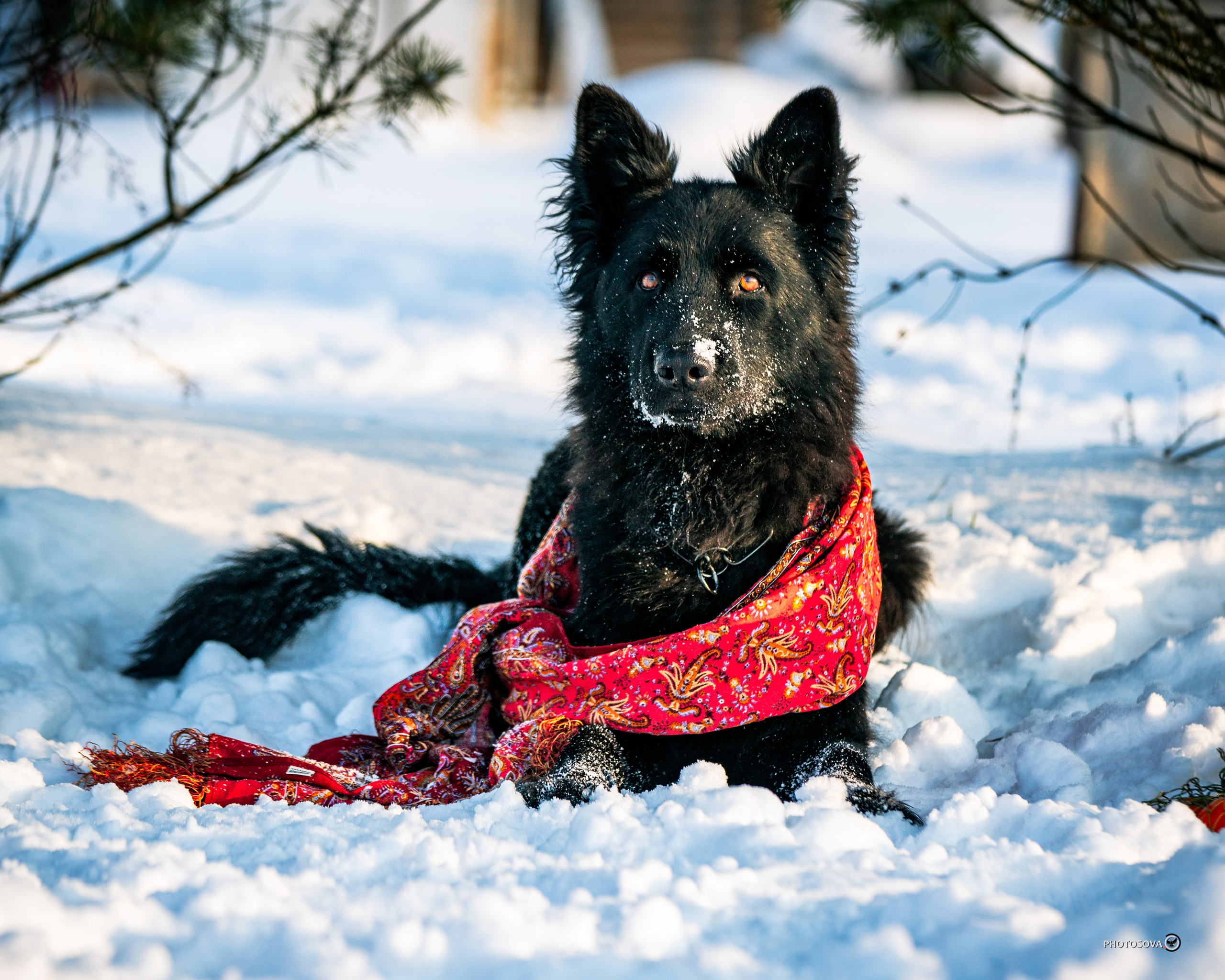 ФОТОПАМЯТЬ ВАШИХ ЭМОЦИЙ. Фотограф-анималист, семейный фотограф в Москве и Подмосковье. Фотосъёмка кинологических дисциплин