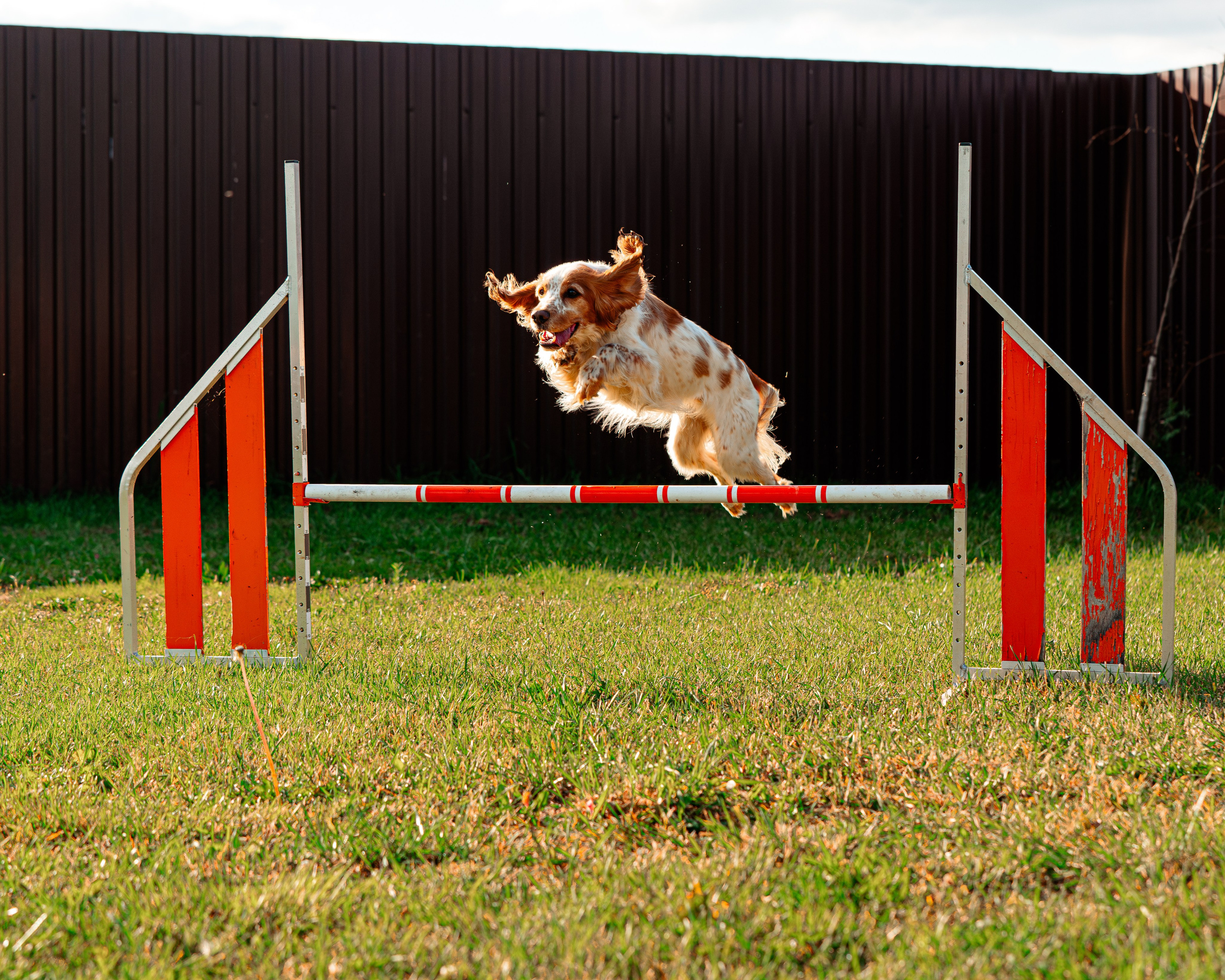 Ваш путь к ПОБЕДЕ (ТРЕНИРОВКИ). Фотограф-анималист, семейный фотограф в Москве и Подмосковье. Фотосъёмка кинологических дисциплин