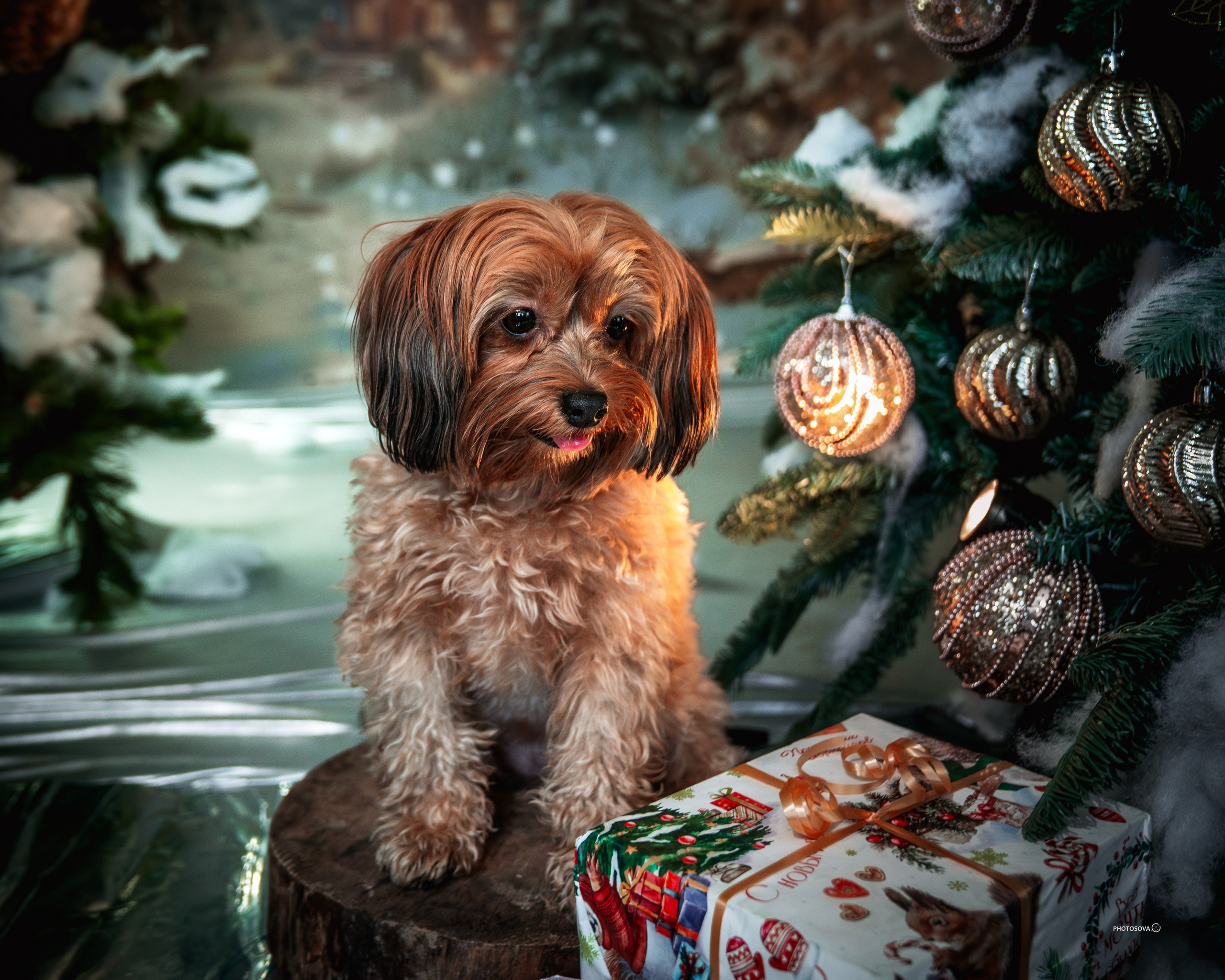 ФОТОПАМЯТЬ ВАШИХ ЭМОЦИЙ. Фотограф-анималист, семейный фотограф в Москве и Подмосковье. Фотосъёмка кинологических дисциплин