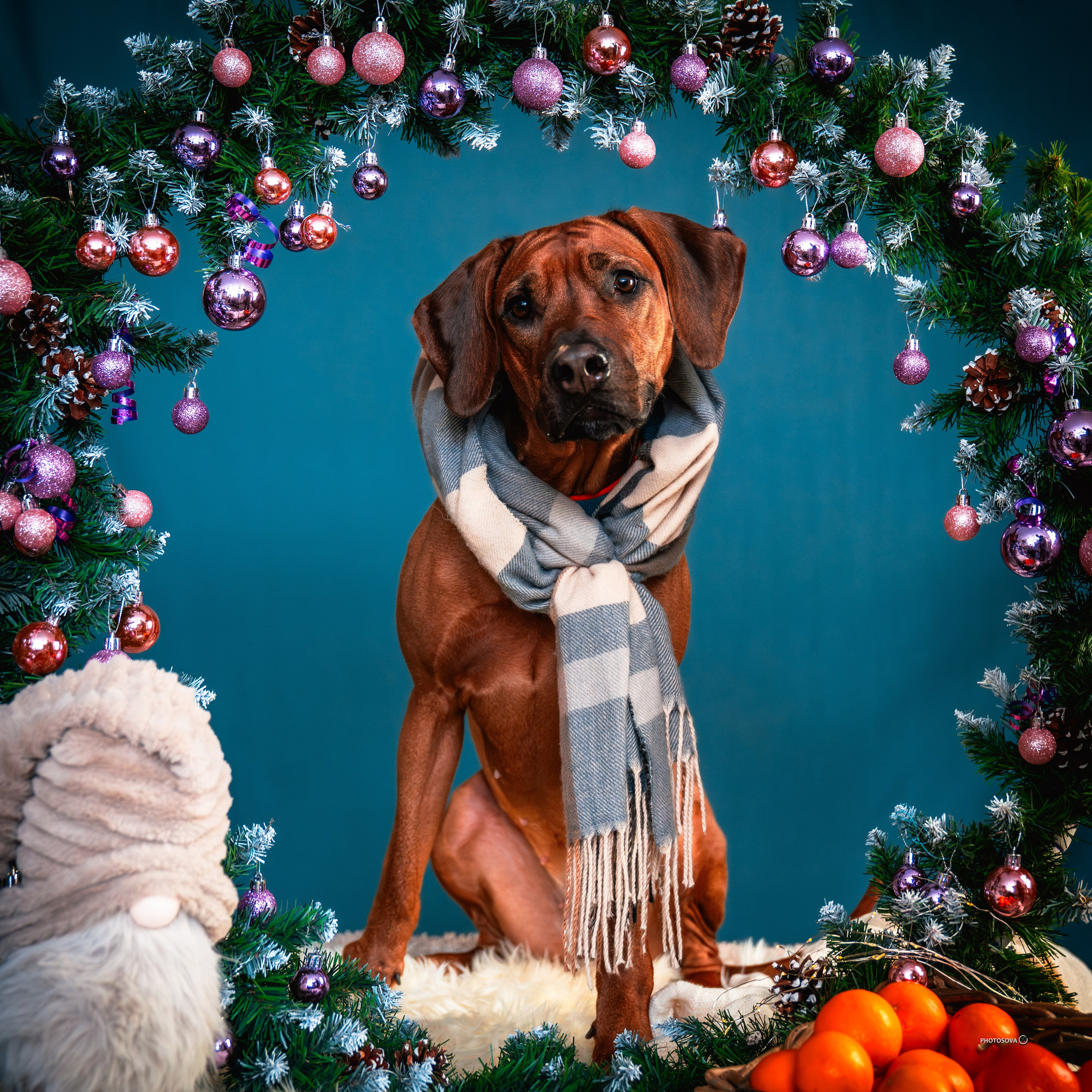 ФОТОПАМЯТЬ ВАШИХ ЭМОЦИЙ. Фотограф-анималист, семейный фотограф в Москве и Подмосковье. Фотосъёмка кинологических дисциплин