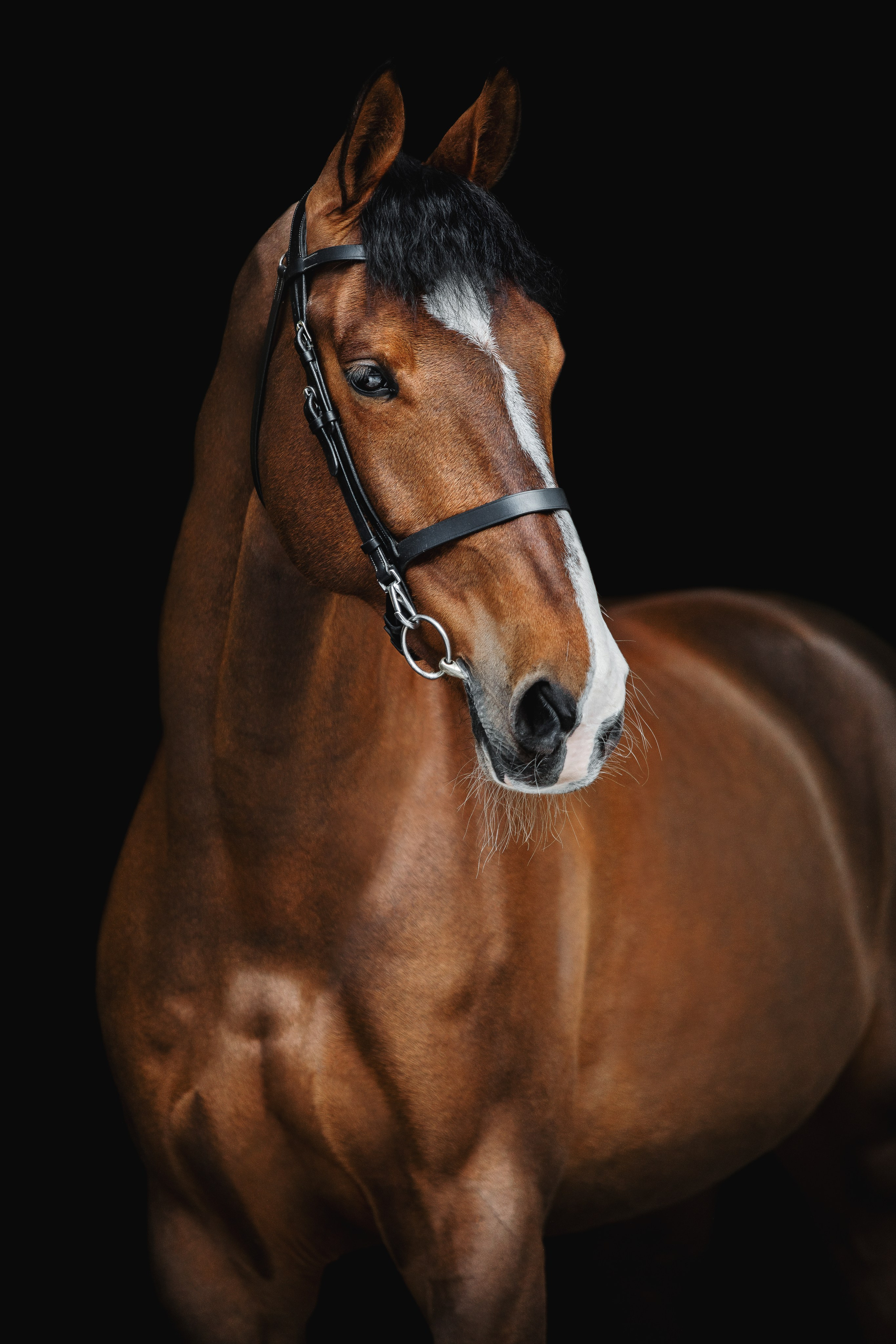 Конные портреты. Veronika Makeeva horse photo