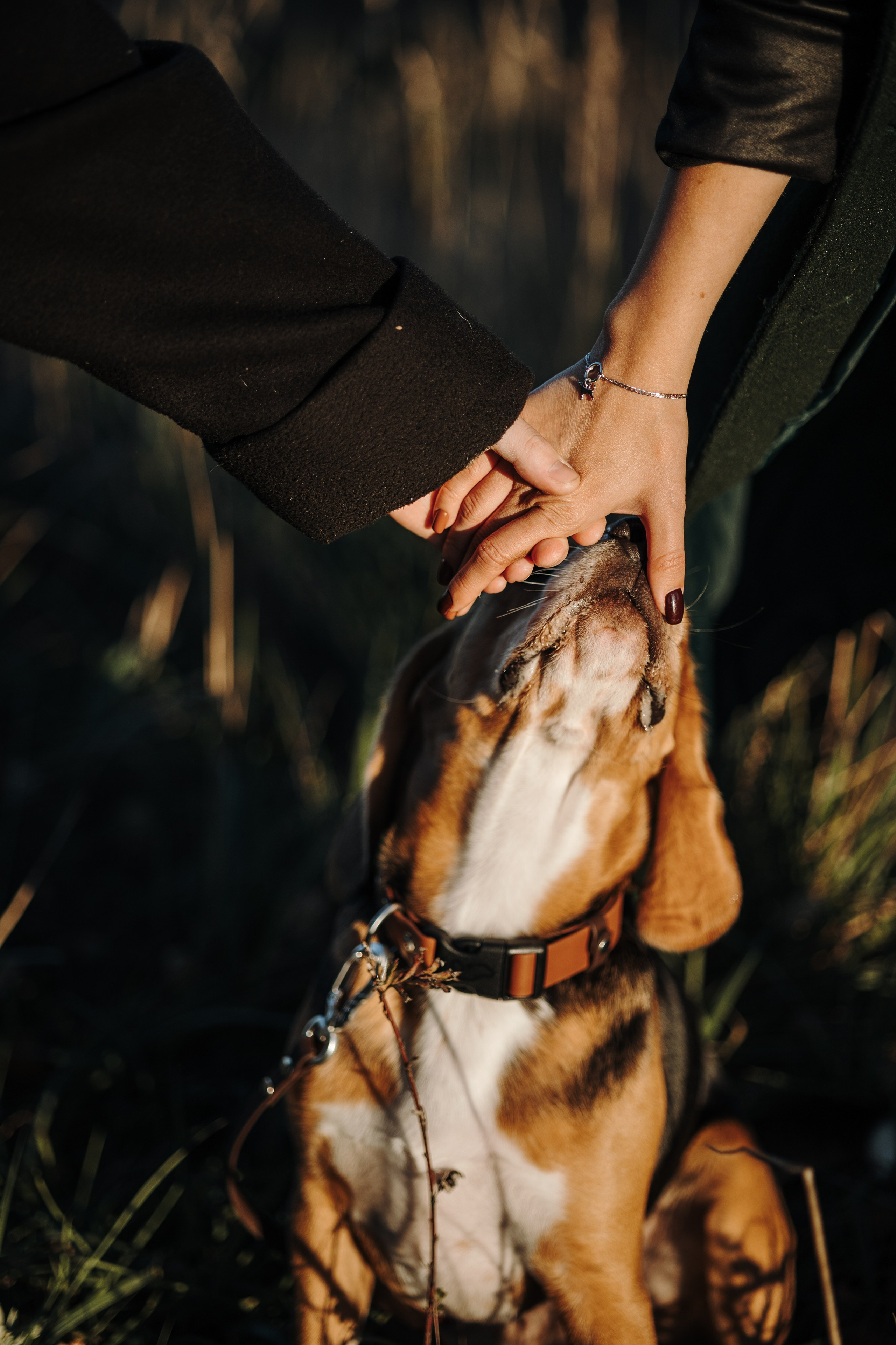 Оуджи и его семья. Фотограф — Анималист | Санкт-Петербург