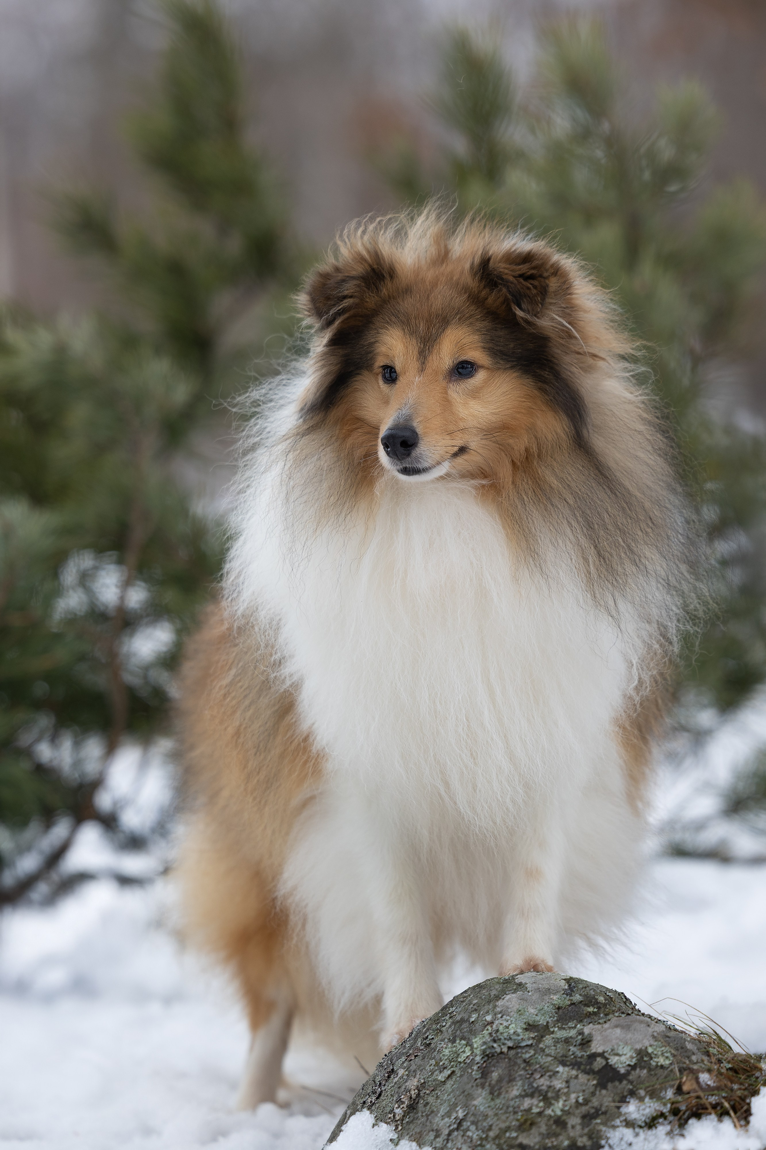 Питомник Стэйсилайн. Мои работы