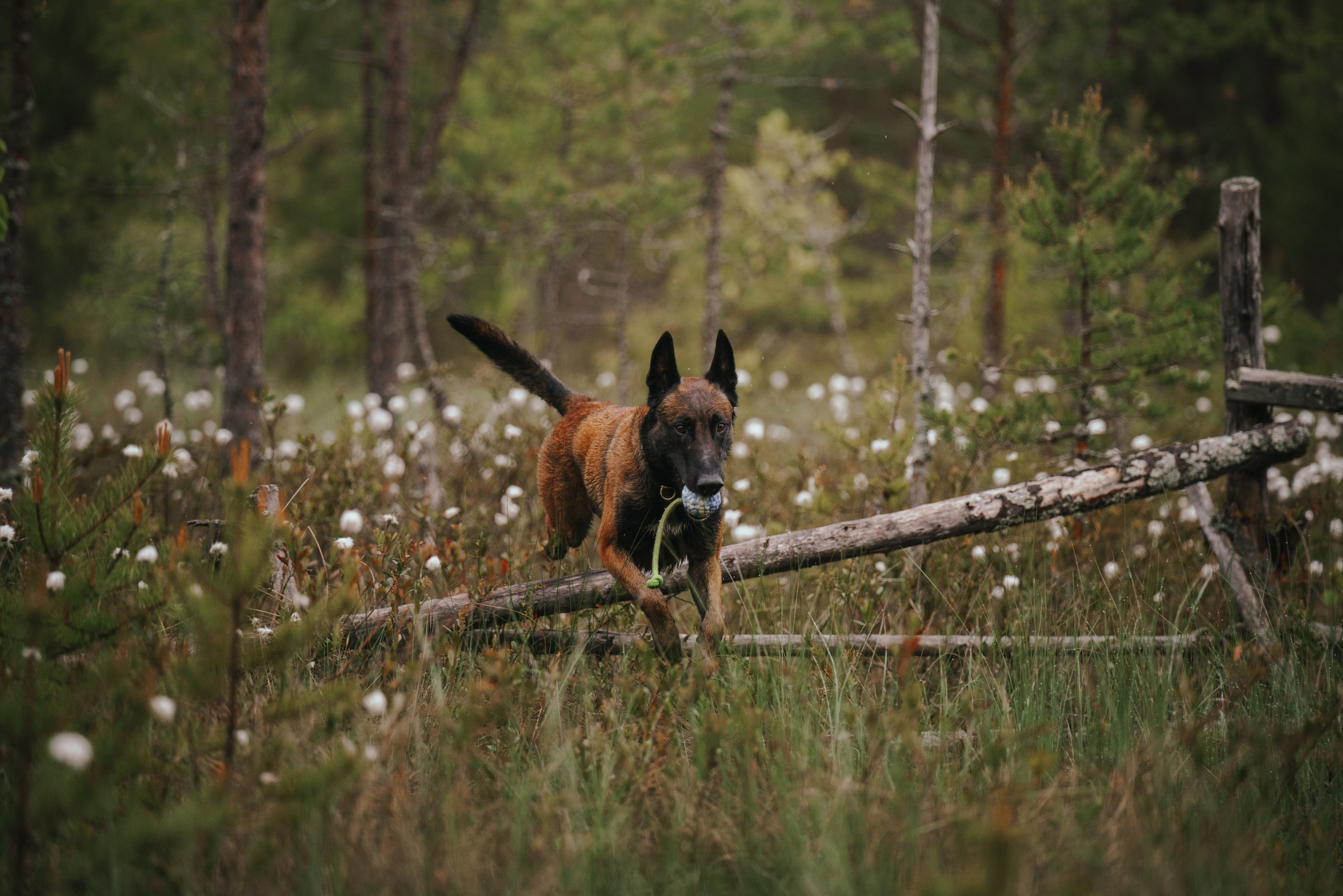 Раш. Фотограф анималист Осипчикова Мария