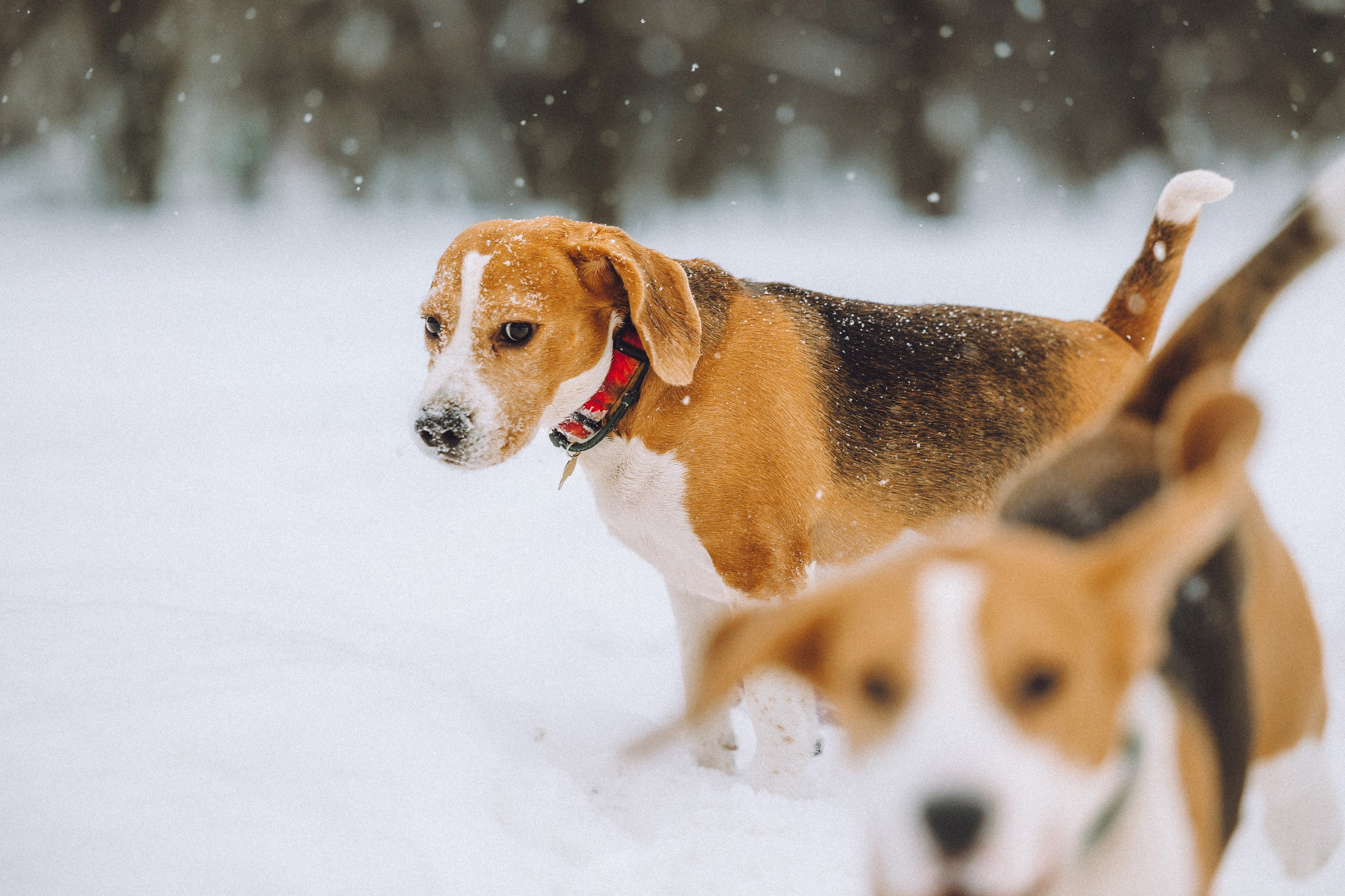 Роман, Портер и Коррес