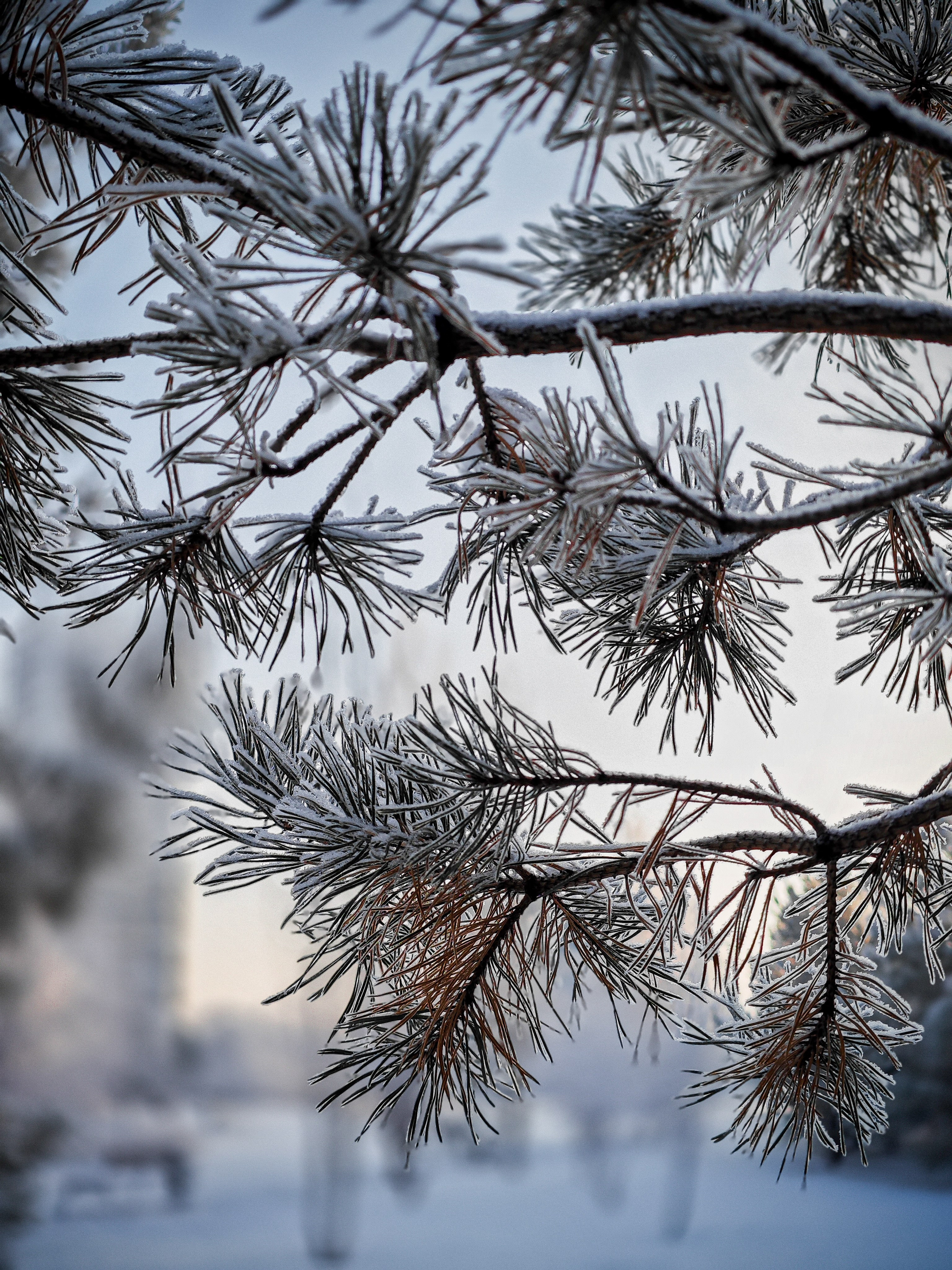 Скоро лето. Игорь Урывский. Фотограф Красноярск