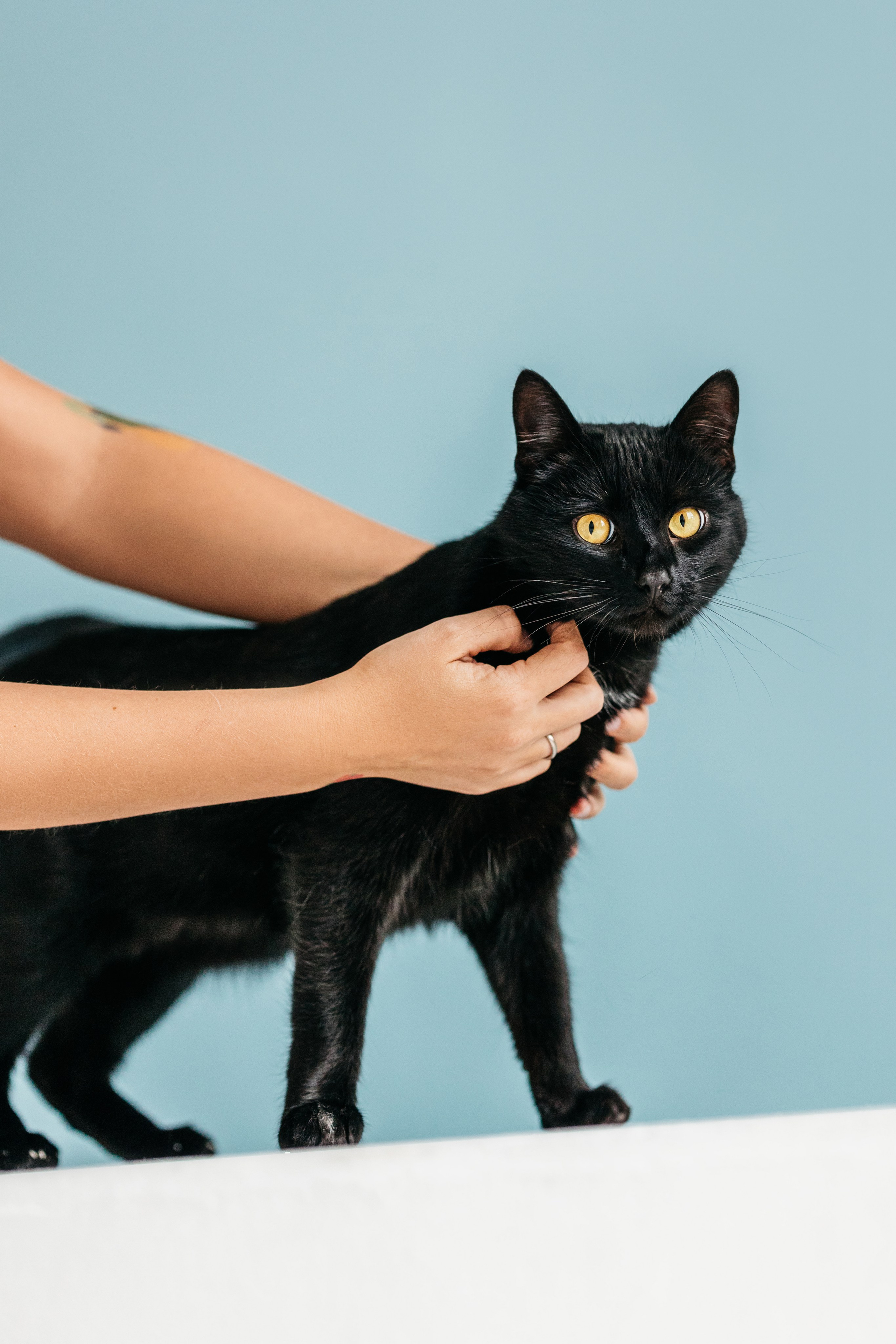 Кузя. Фотограф-анималист Елена Радченко, Москва