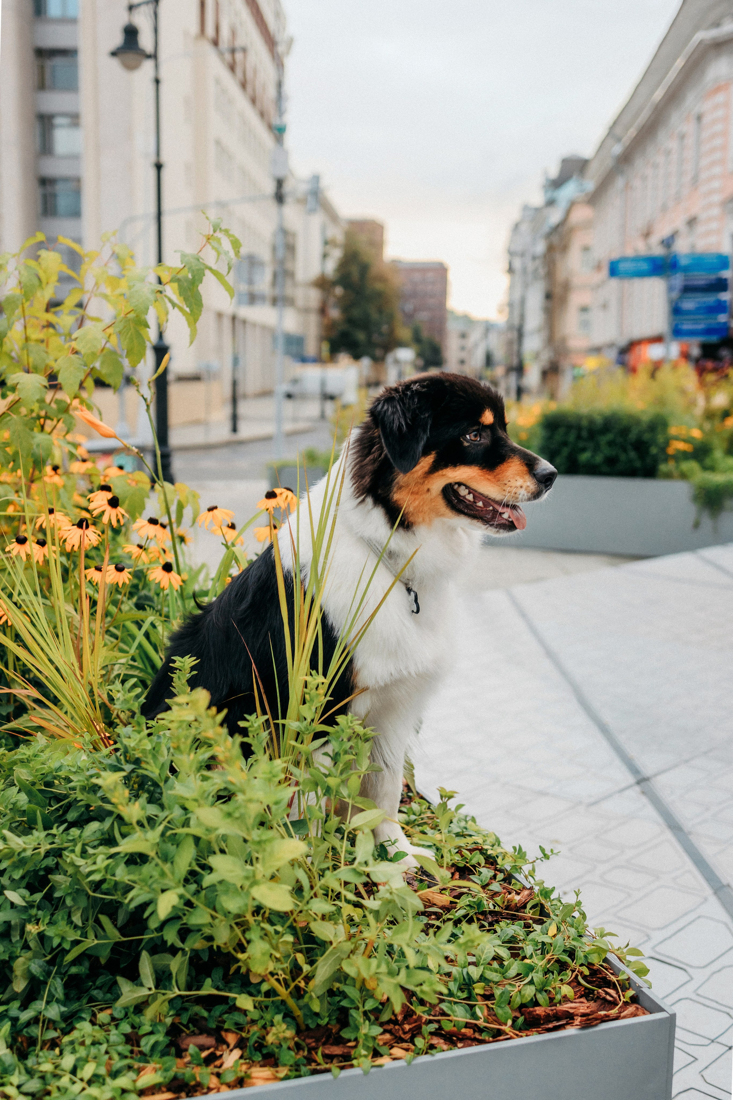Лена и Рэй. Фотограф-анималист Елена Радченко, Москва