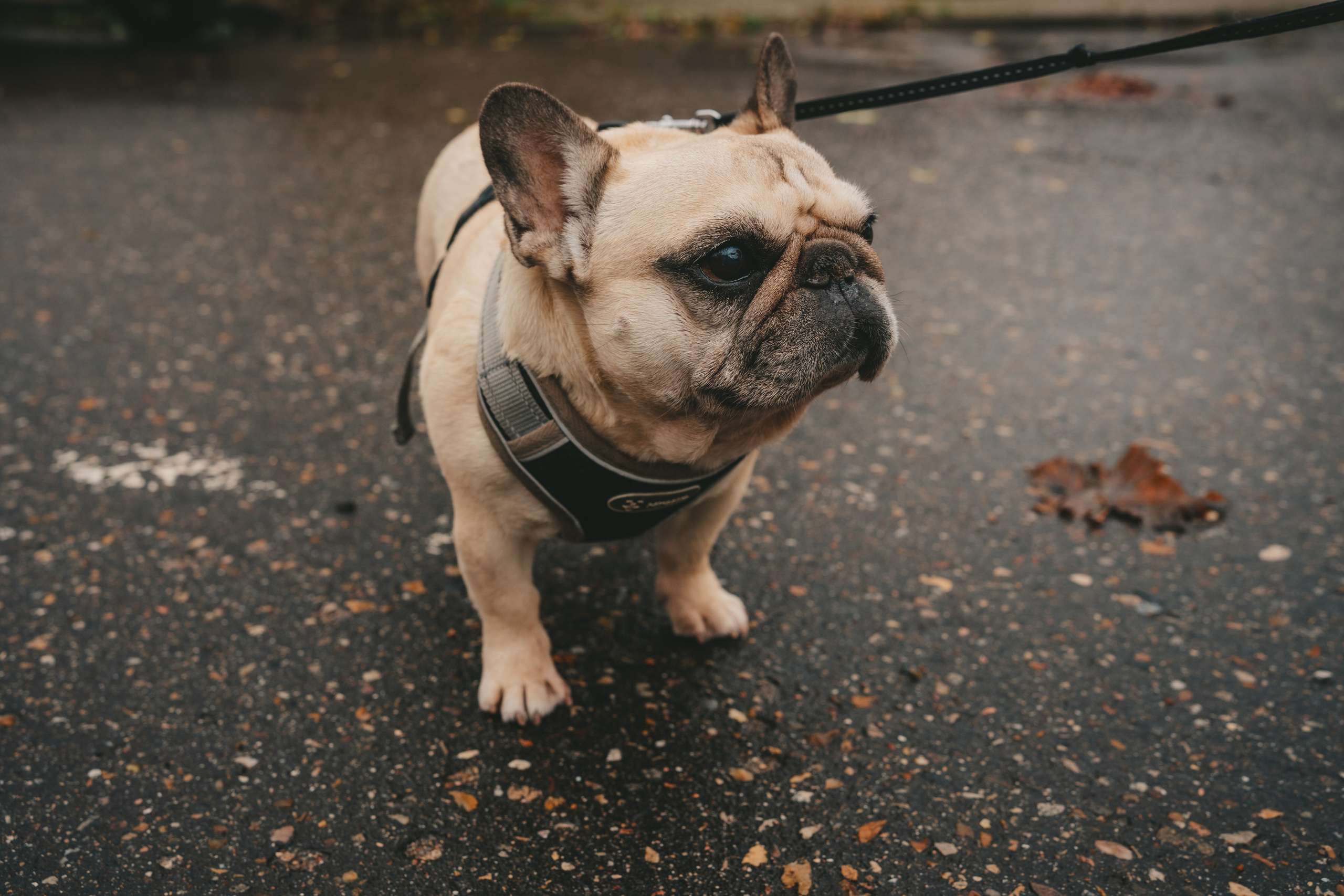 Радость. Фотограф Екатерина Канчалаба