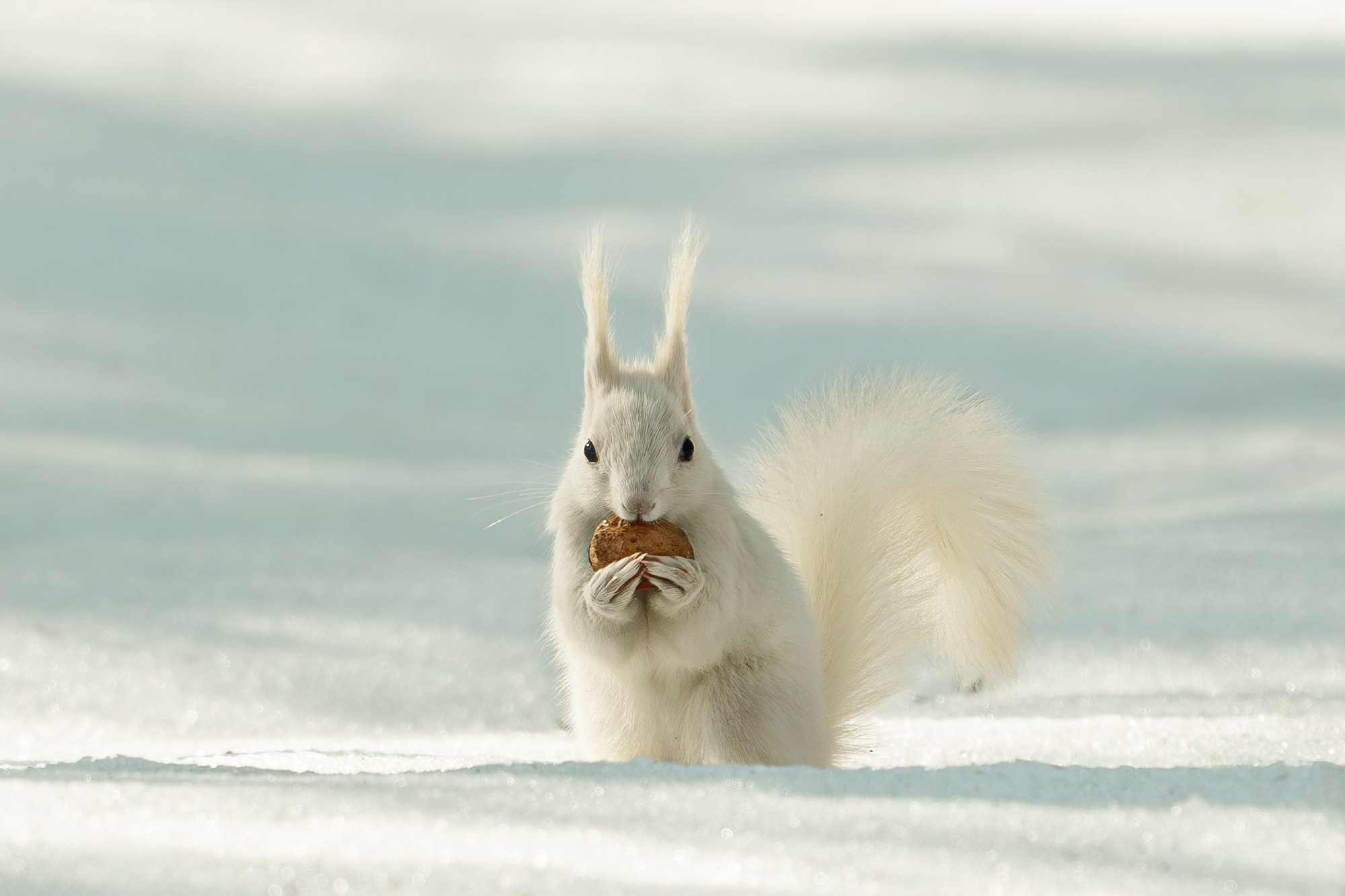Животные. Ваш личный фотограф Марина Волкова