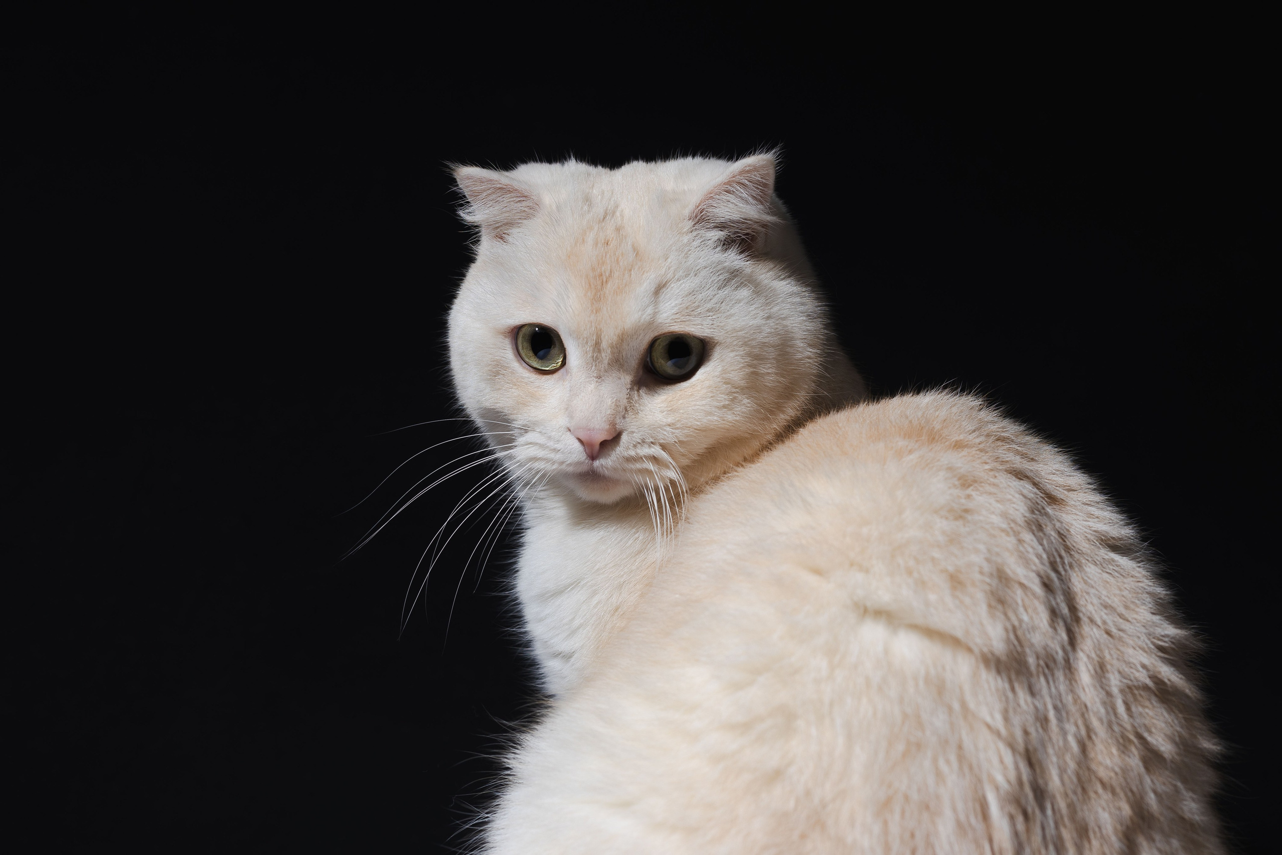 Фотосессия для питомца Нижний Новгород. Фотограф. Спорт, репортаж, предметная съемка